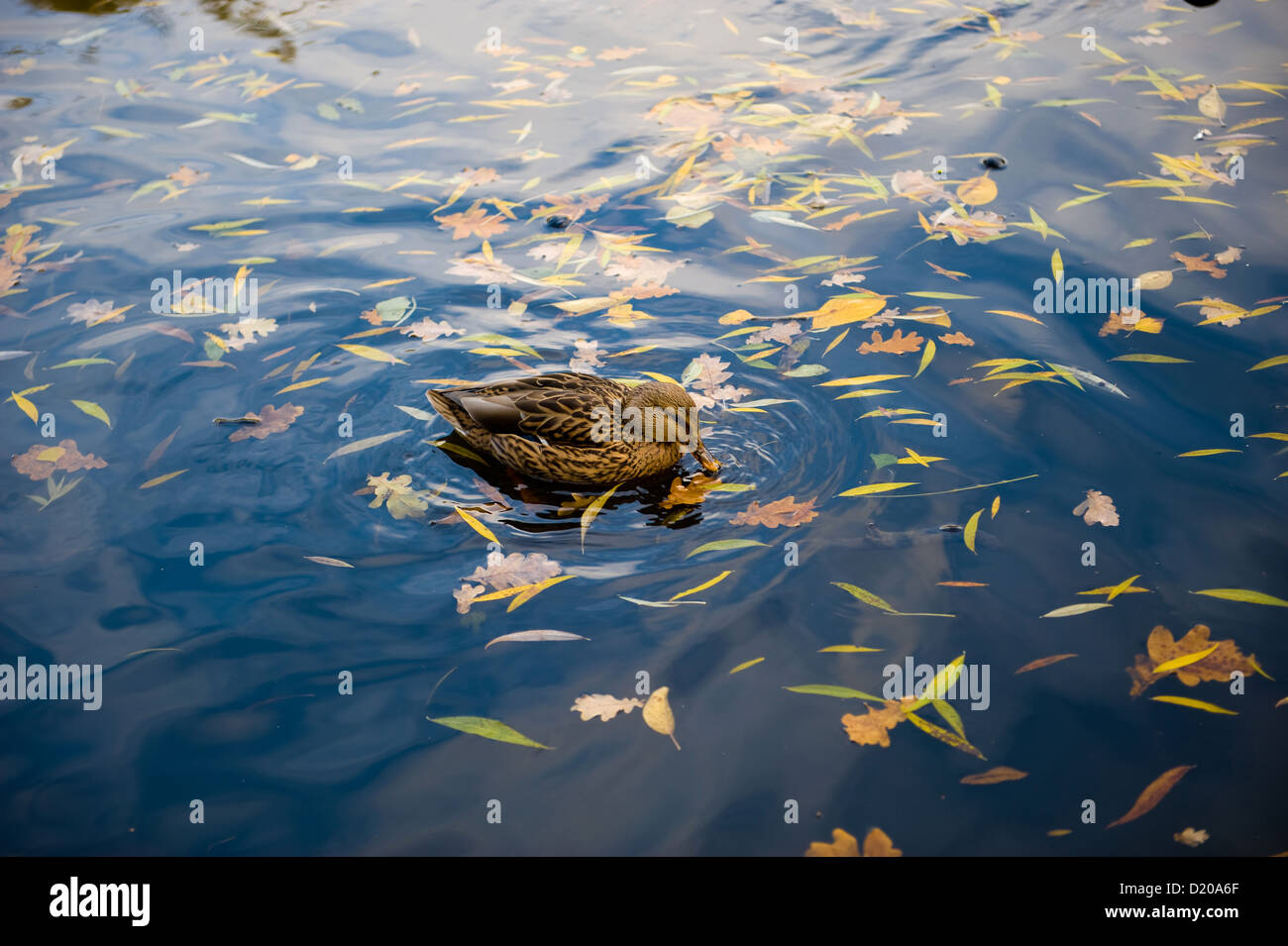 Berlin, Allemagne, un Canard colvert sur l'étang dans le parc Friedrichshain Banque D'Images