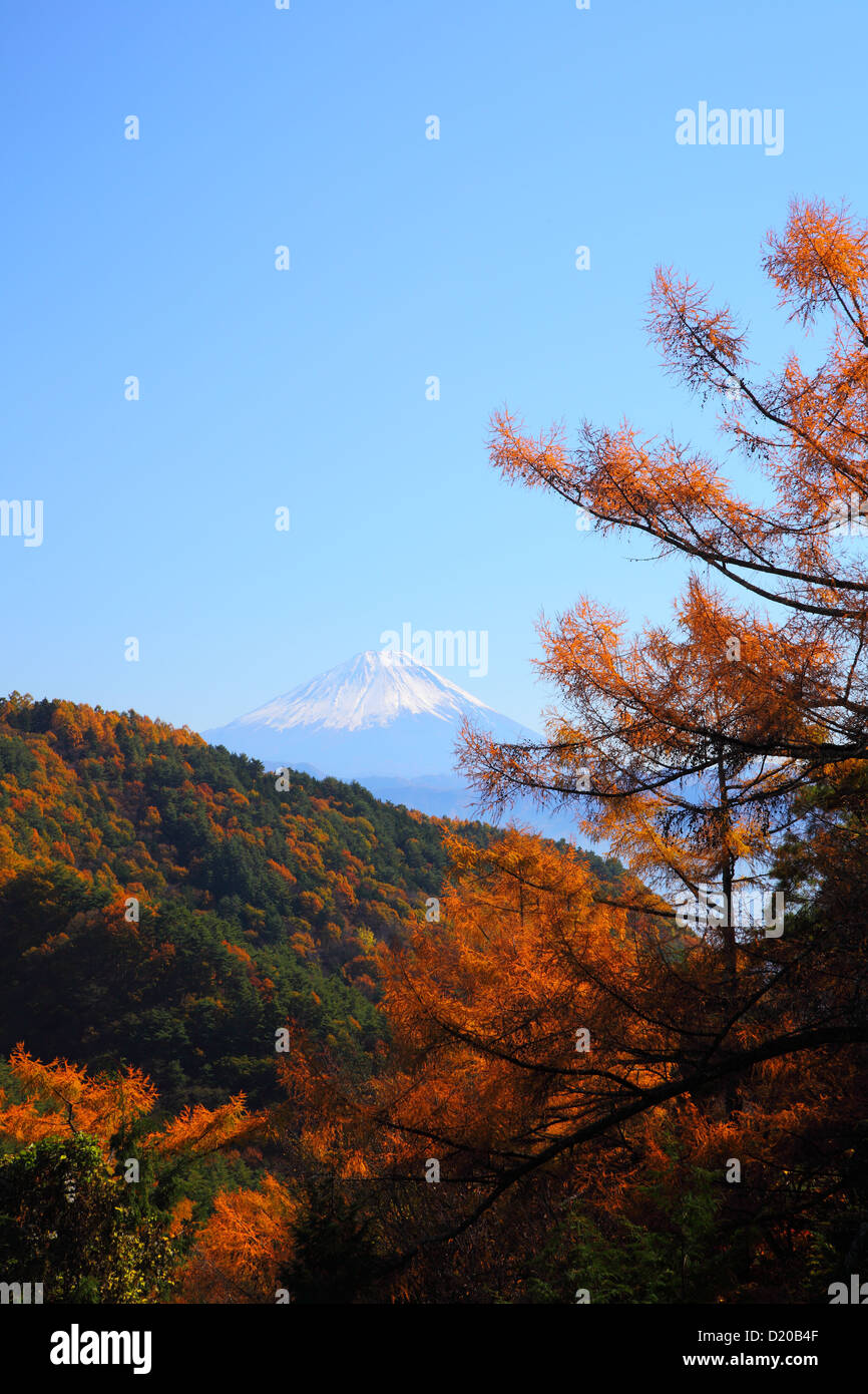 Mt. Fuji et mélèze japonais en automne, Yamanashi, Japon Banque D'Images