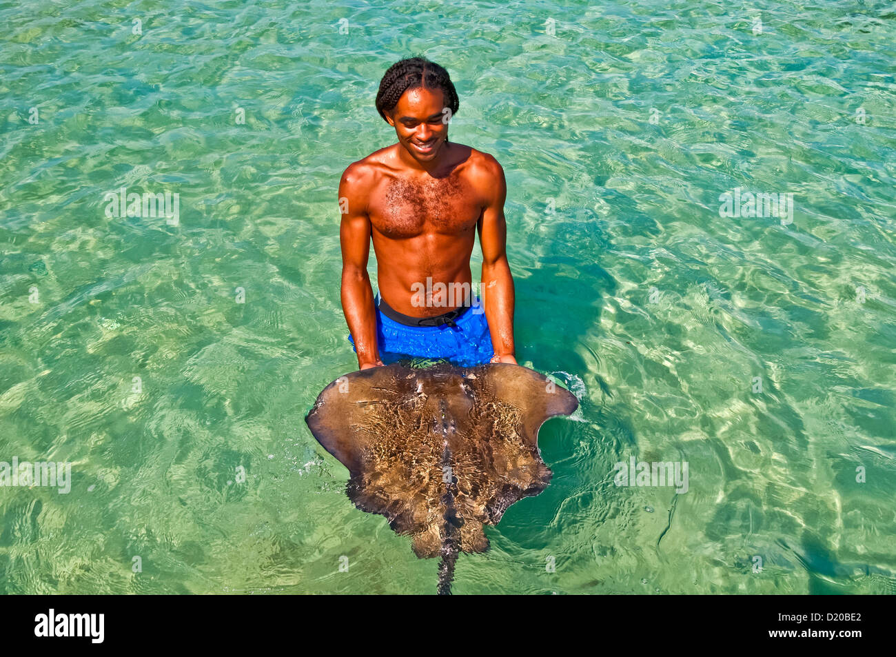 L'homme de la Jamaïque tient à Dolphin Cove stringray attraction touristique d'Ocho Rios, Jamaïque Banque D'Images