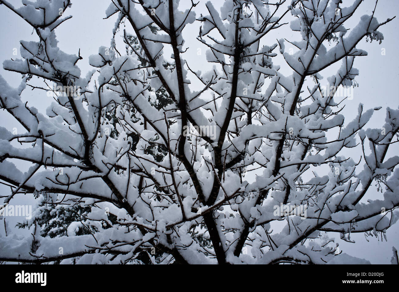 Arbres couverts de neige sur un rare, Milou, matin. Jérusalem, Israël. 10-Jan-2013. Une belle couverture blanche couvre Jérusalem comme la tempête des derniers jours explose et réalise des prévisions. Jérusalem est assiégée que le transport public est à un arrêt total de la ville et de la route 1 à Jérusalem à partir de la côte est fermé. Banque D'Images