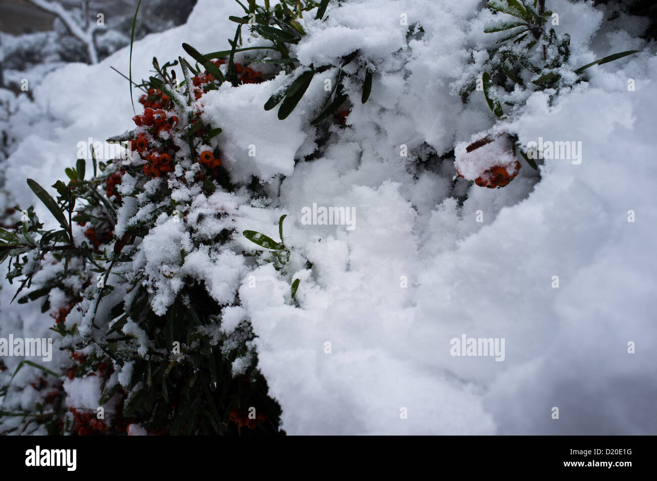 Arbres couverts de neige sur un rare, Milou, matin. Jérusalem, Israël. 10-Jan-2013. Une belle couverture blanche couvre Jérusalem comme la tempête des derniers jours explose et réalise des prévisions. Jérusalem est assiégée que le transport public est à un arrêt total de la ville et de la route 1 à Jérusalem à partir de la côte est fermé. Banque D'Images