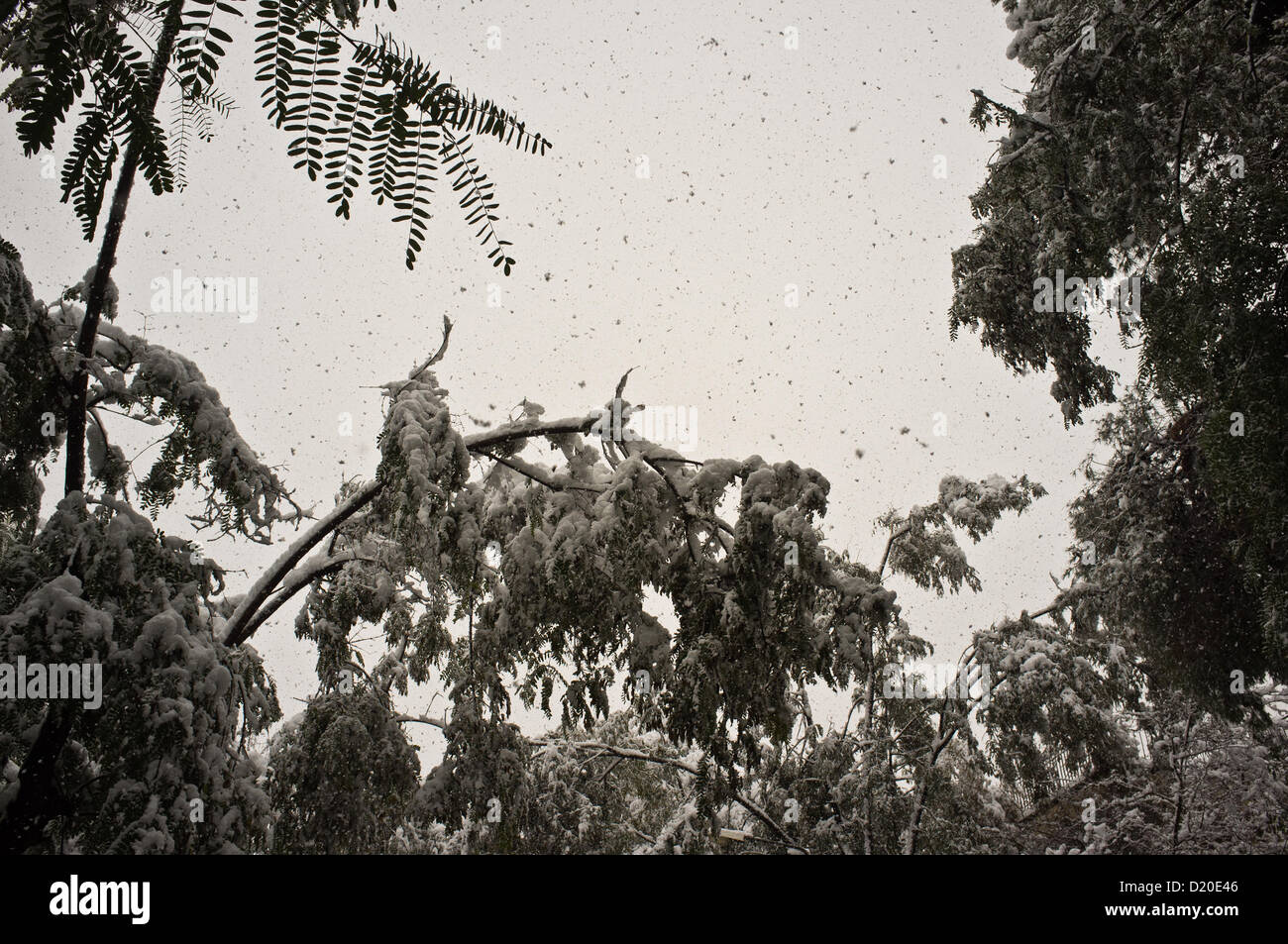 Arbres couverts de neige sur un rare, Milou, matin. Jérusalem, Israël. 10-Jan-2013. Une belle couverture blanche couvre Jérusalem comme la tempête des derniers jours explose et réalise des prévisions. Jérusalem est assiégée que le transport public est à un arrêt total de la ville et de la route 1 à Jérusalem à partir de la côte est fermé. Banque D'Images