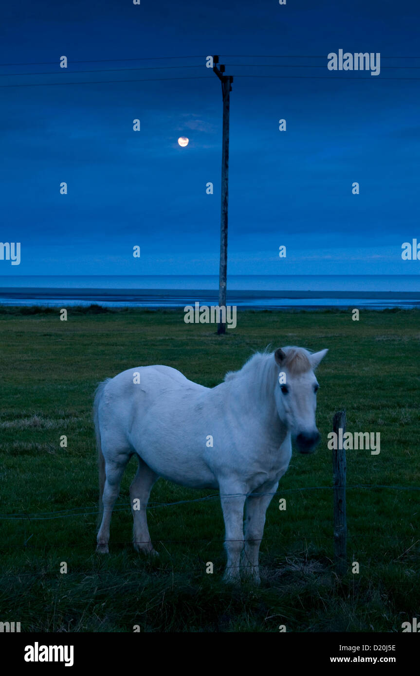 Cheval islandais dans un champ près de Hofn, Islande, Scandinavie, Europe Banque D'Images