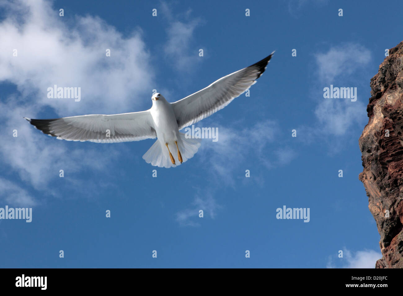 À la recherche à l'une mouette en vol contre un ciel bleu et nuages duveteux, Tenerife, Îles Canaries Banque D'Images