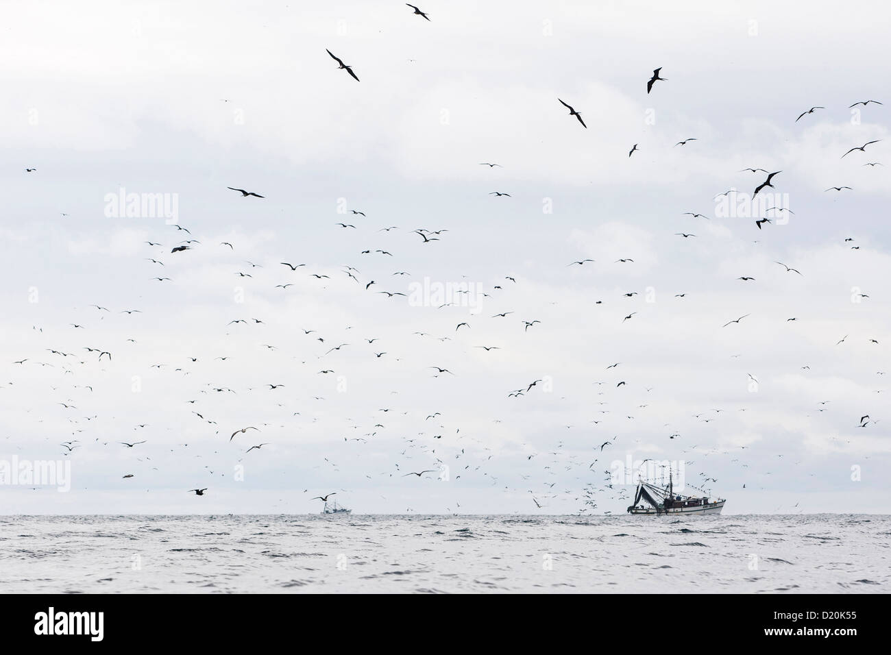 Les oiseaux de mer et bateaux de pêche dans le Pacifique, Salango, Manabi, Équateur, Amérique du Sud Banque D'Images