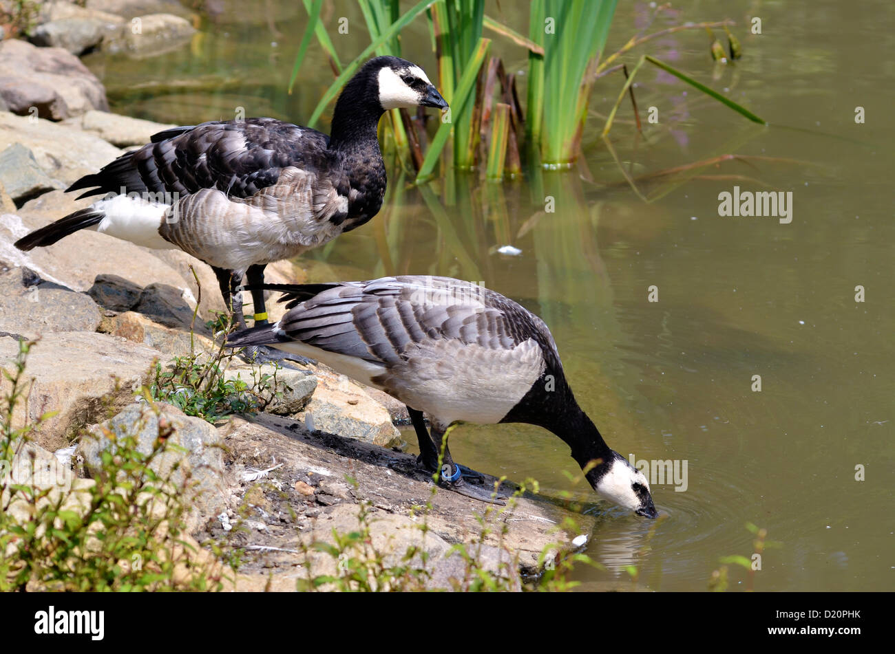 Deux oies de bernache Branta leucopsis) (sur l'étang de la banque Banque D'Images