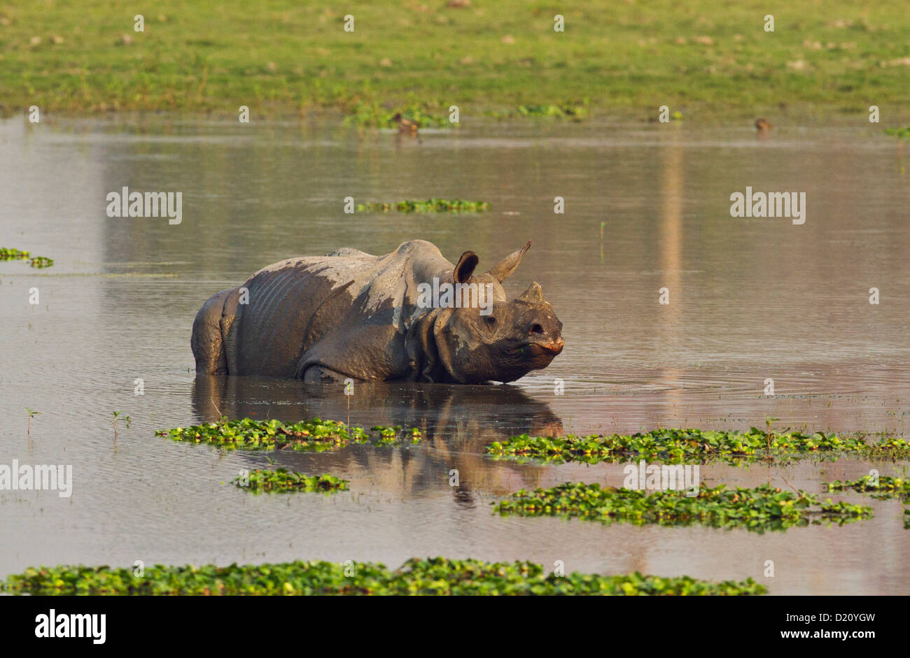 Rhinocers à une corne, submergé dans le lac Banque D'Images