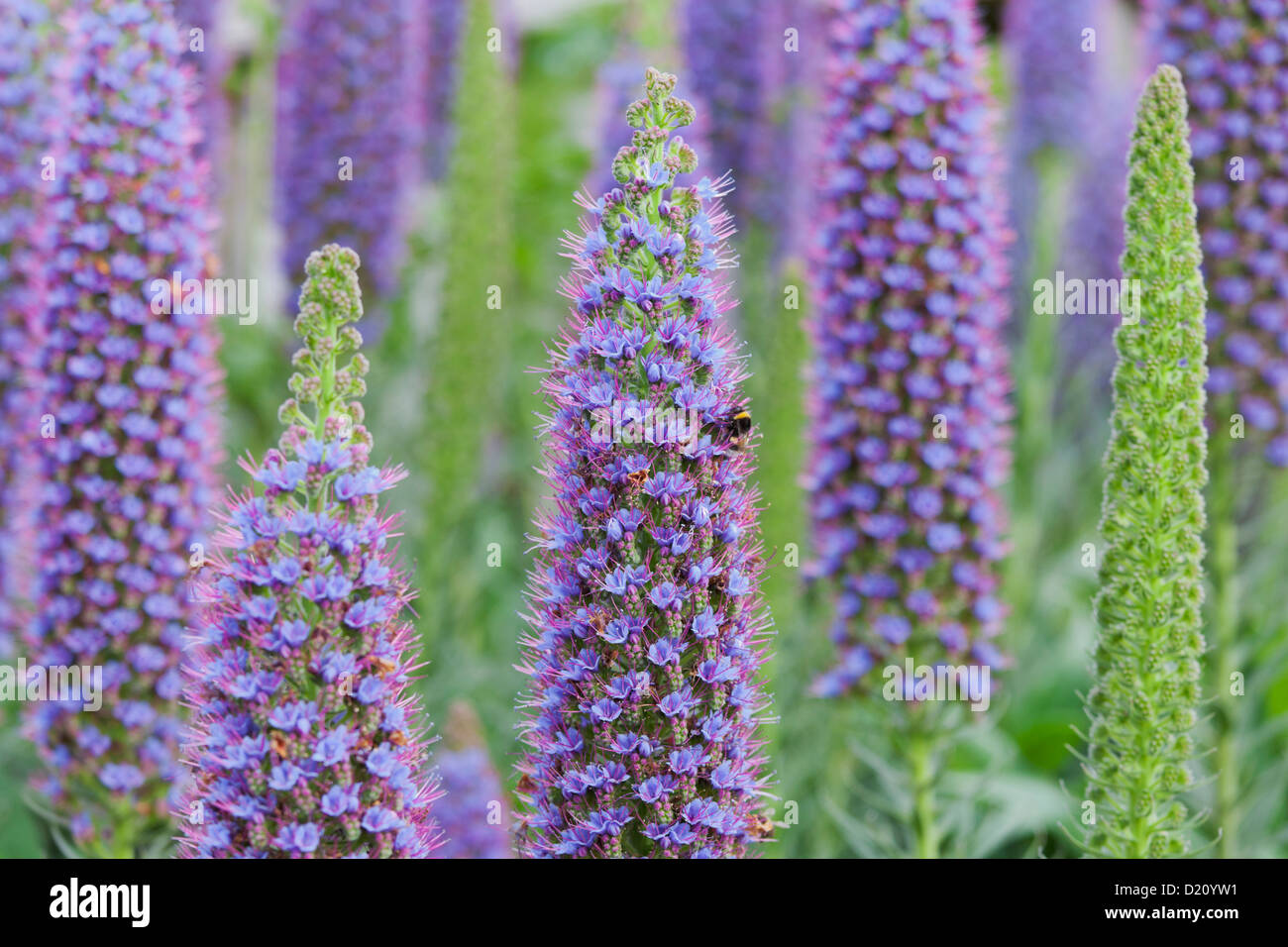 Bee pollen recueille en butinant echiums, Echium candicans, Madeira, Portugal Banque D'Images