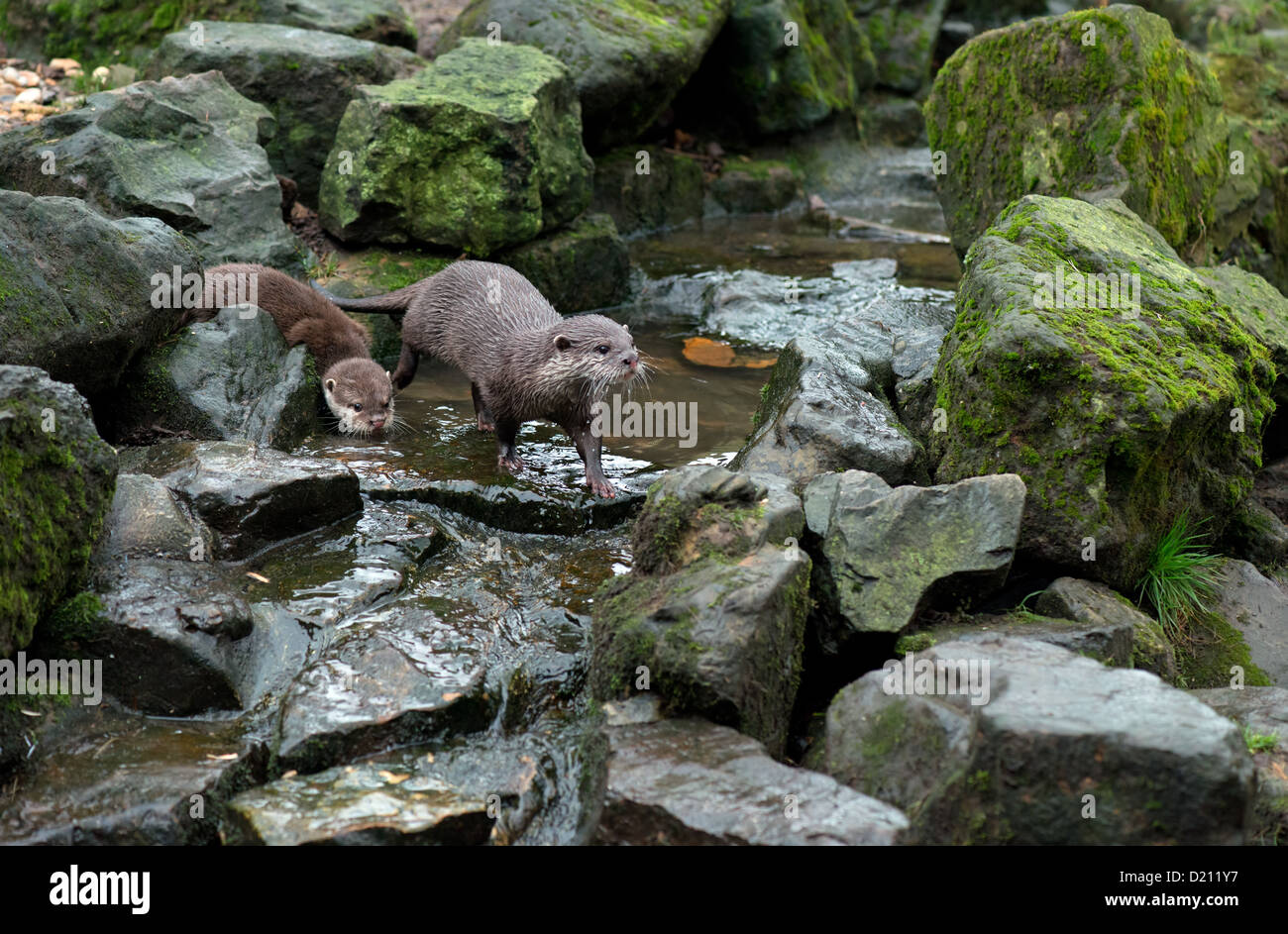 Court-asiatique ou loutre griffus, avec cub. aonyx cinerea Banque D'Images