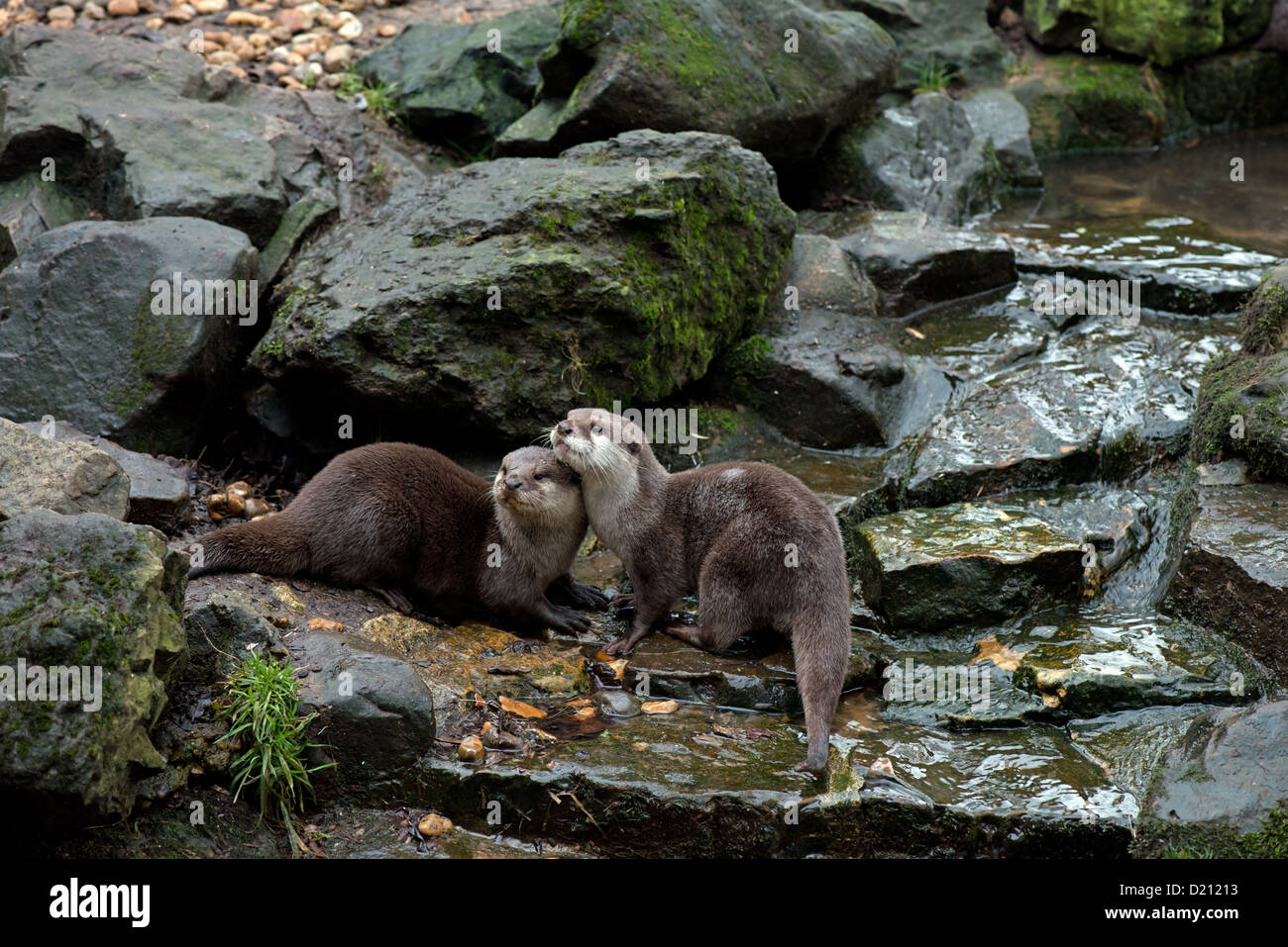 Paire de courte asiatique ou les Loutres Cendrées ORIENTAL OTTER. Aonyx cinerea. Banque D'Images