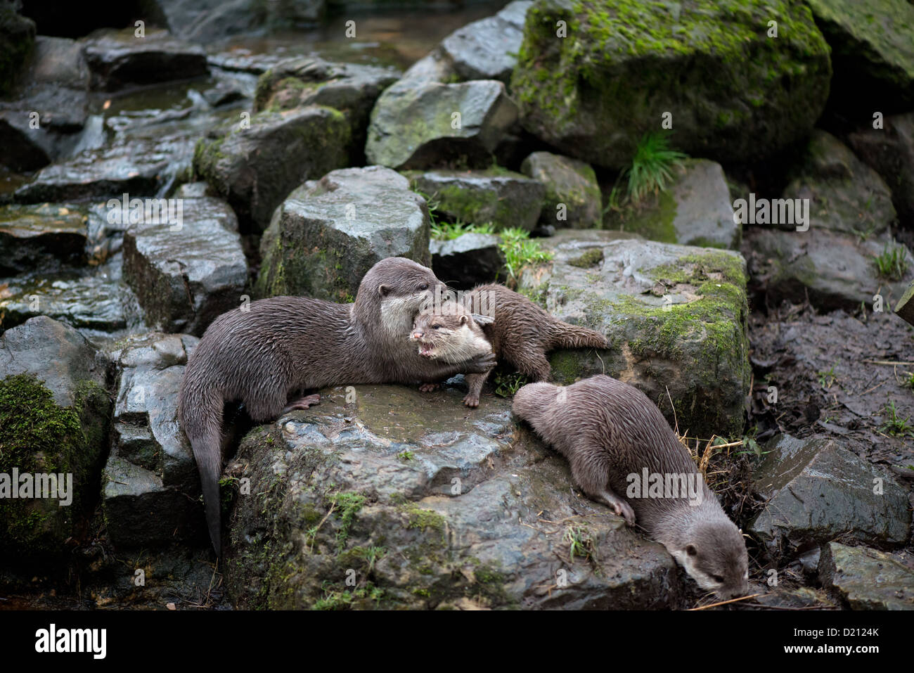 Famille de loutres court asiatique ou oriental OTTER cendrées. Aonyx cinerea Banque D'Images