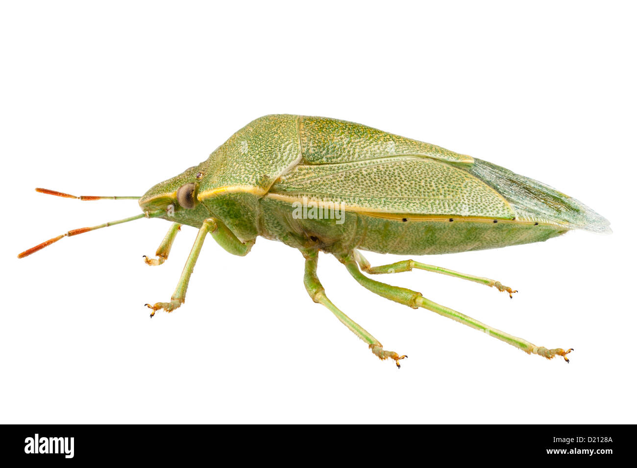Green Shield bug espèce Palomena prasina Banque D'Images