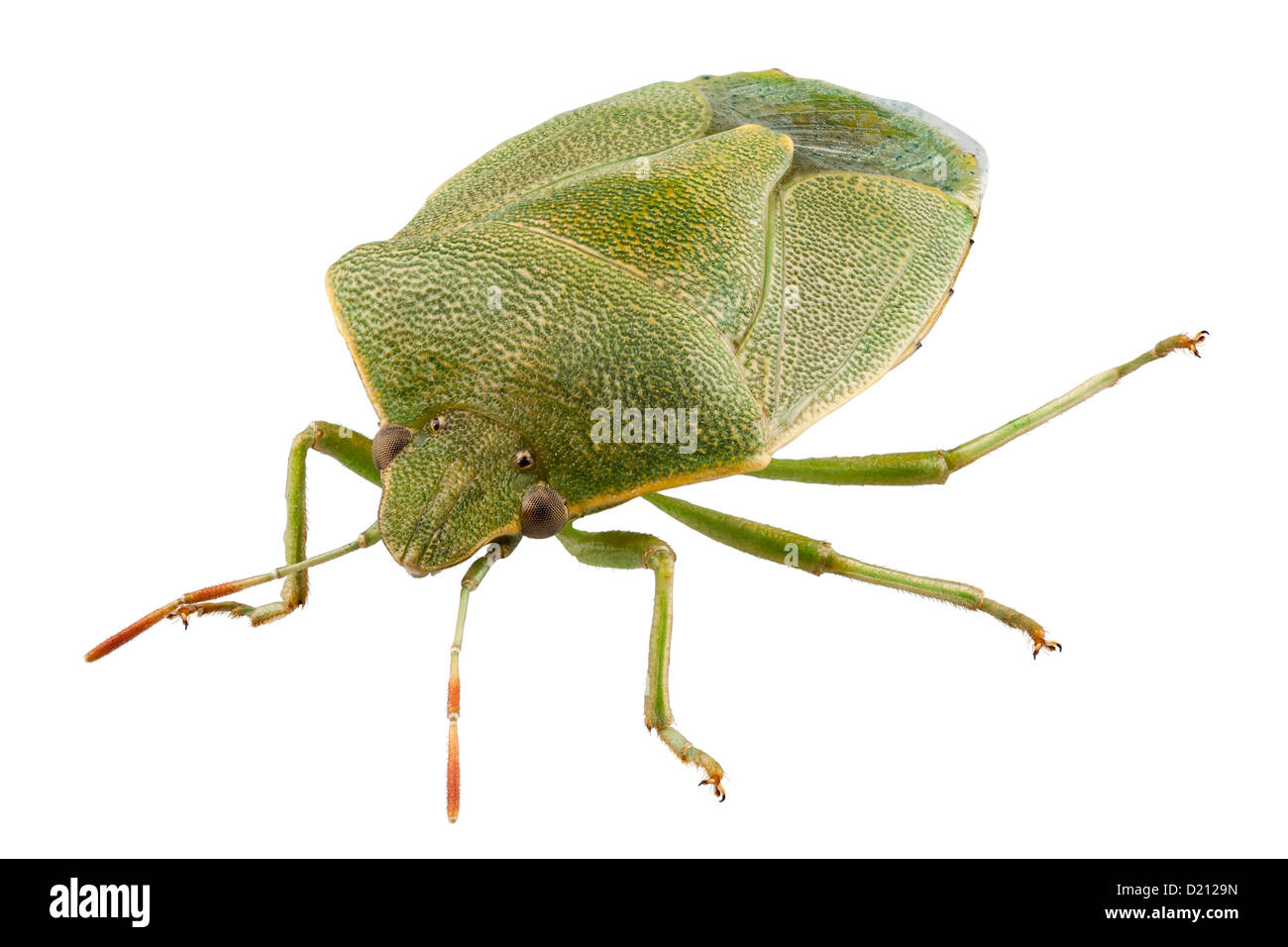 Green Shield bug espèce Palomena prasina Banque D'Images