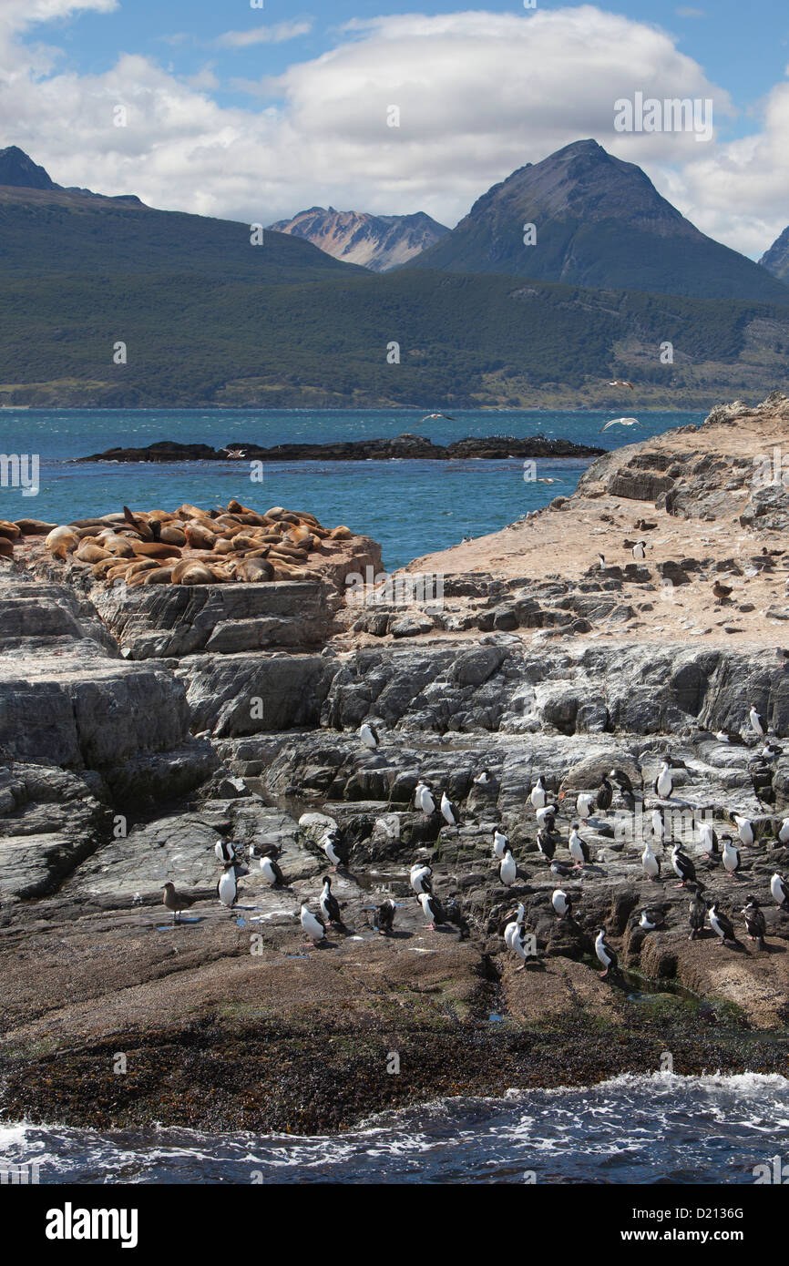 Les cormorans et les lions de mer sur l'île dans le canal de Beagle, près de Ushuaia, Tierra del Fuego, Patagonie, Argentine, Amérique du Sud Banque D'Images