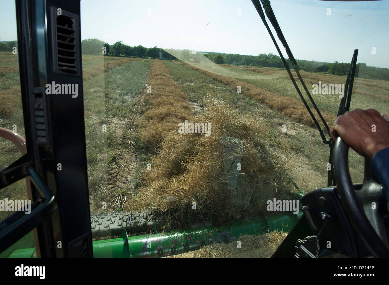 Chambres vue sur la cabine d'une moissonneuse-batteuse pendant la récolte de canola dans le centre de Montana Banque D'Images