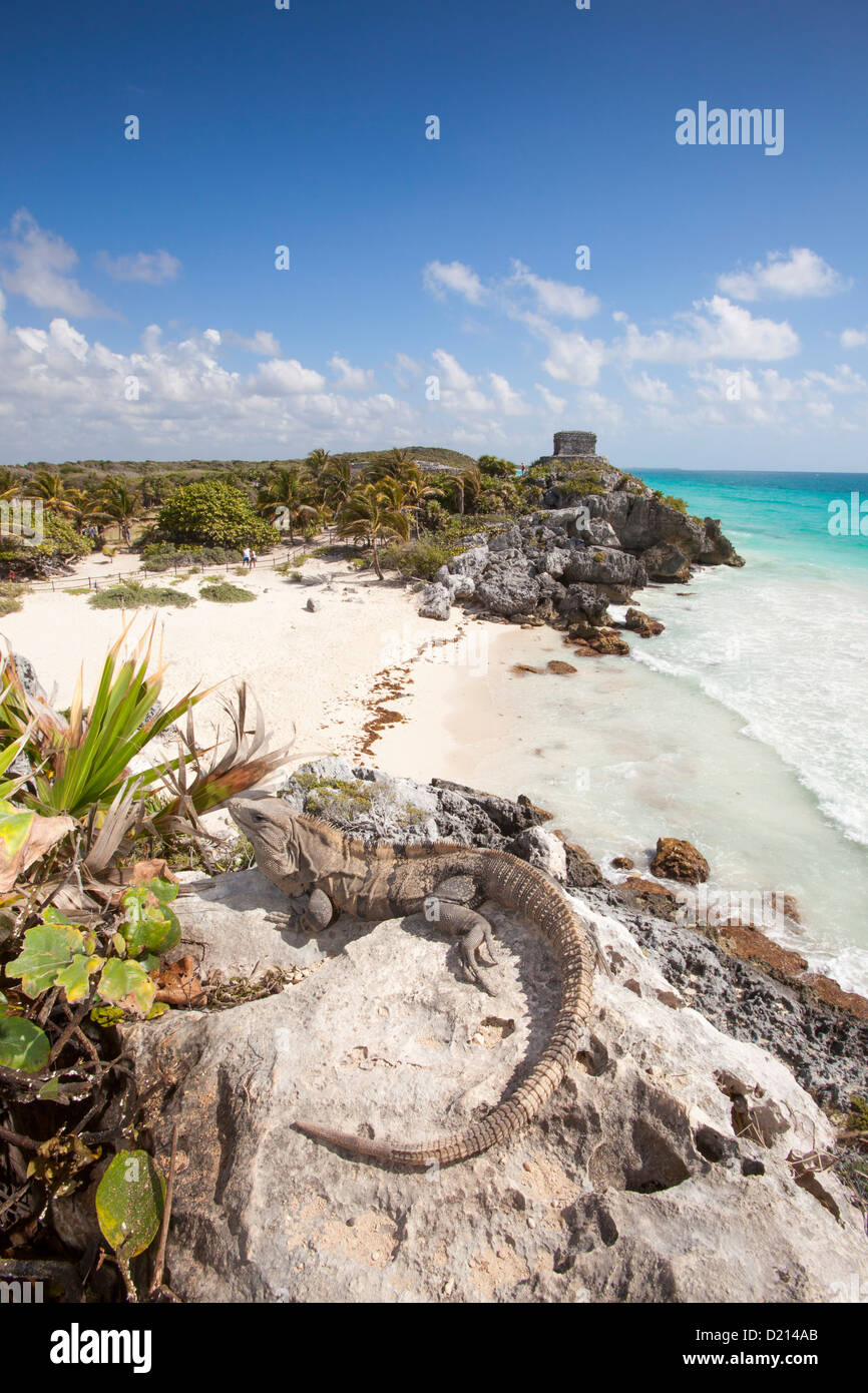 Un iguane de détente sur un rocher surplombant la plage, vue sur les bâtiments de la Maya ruines de Tulum, Tulum, Riviera Banque D'Images