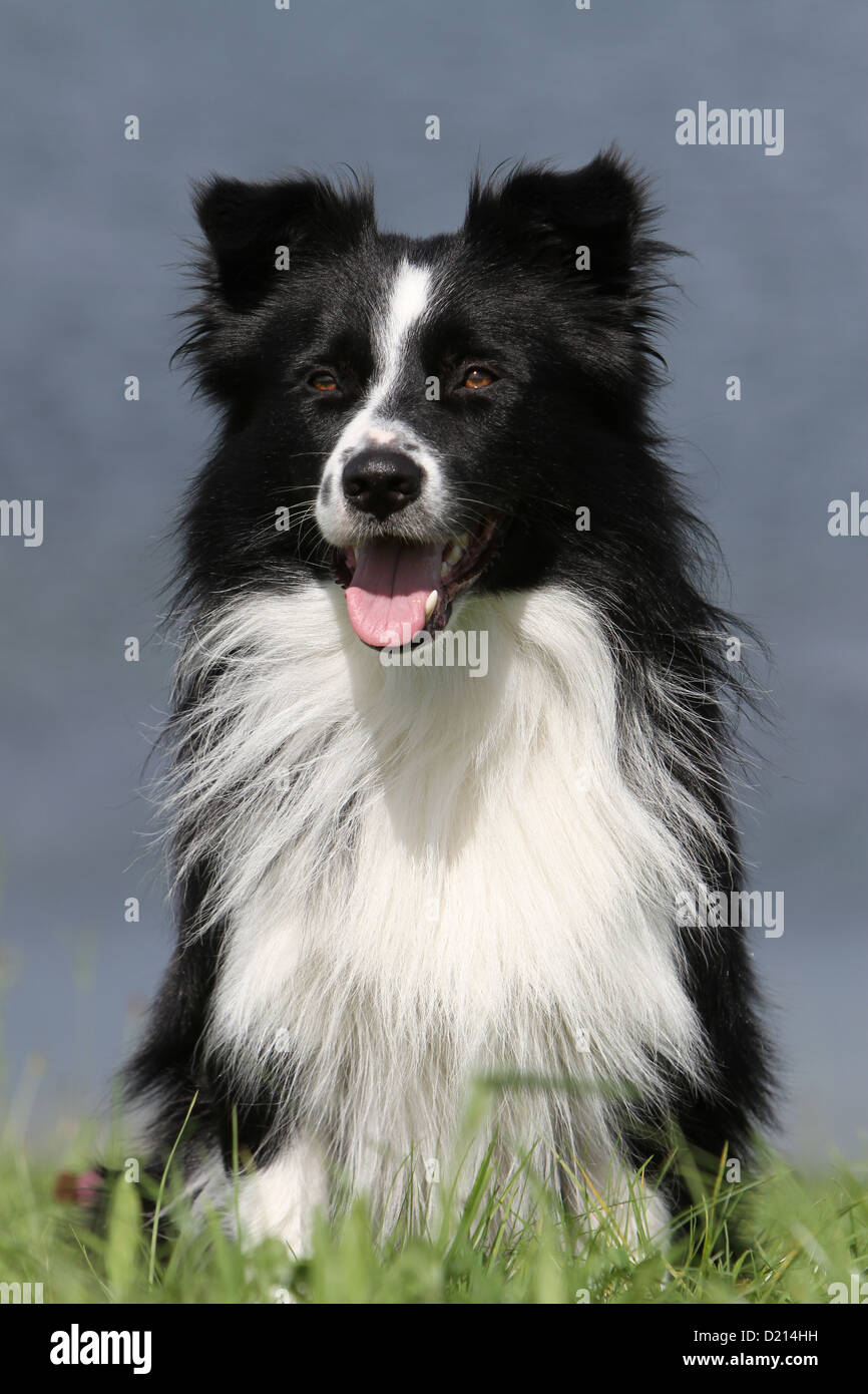 Chien Border Collie Noir Et Blanc Portrait Adultes Banque D