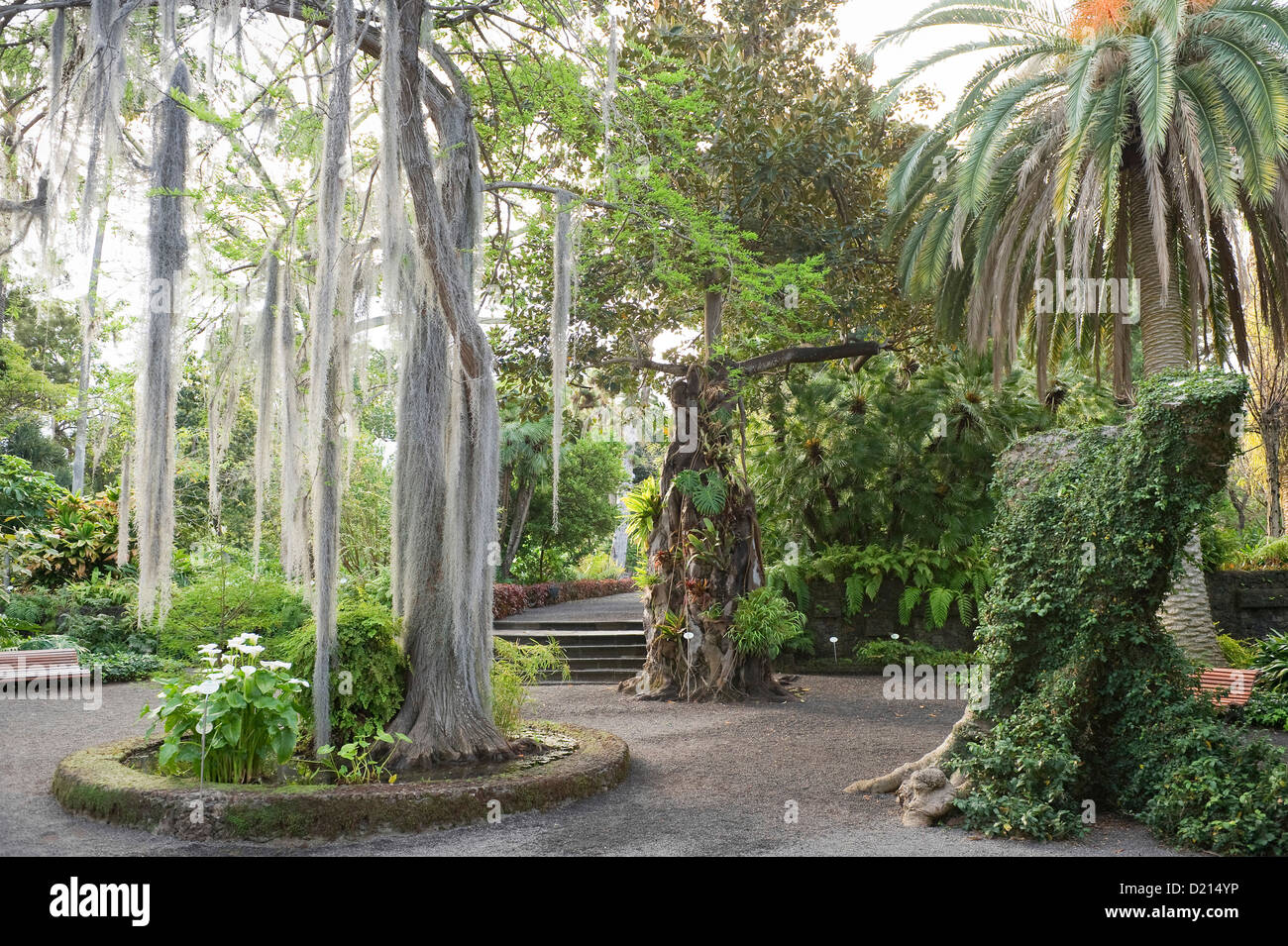 Palmiers au jardin botanique, Puerto de la Cruz, Tenerife, Canaries