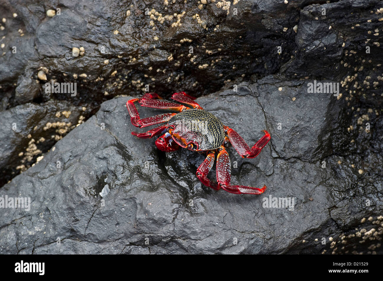 Crabe rouge sur un rocher, Garachico, Tenerife, Canaries, Espagne, Europe Banque D'Images