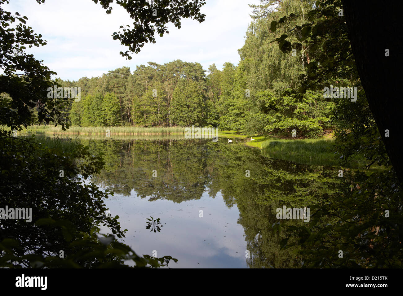 Reflet de l'arbre dans le lac, Vallée Schlaube Hammersee Nature park, Brandebourg, Allemagne Banque D'Images