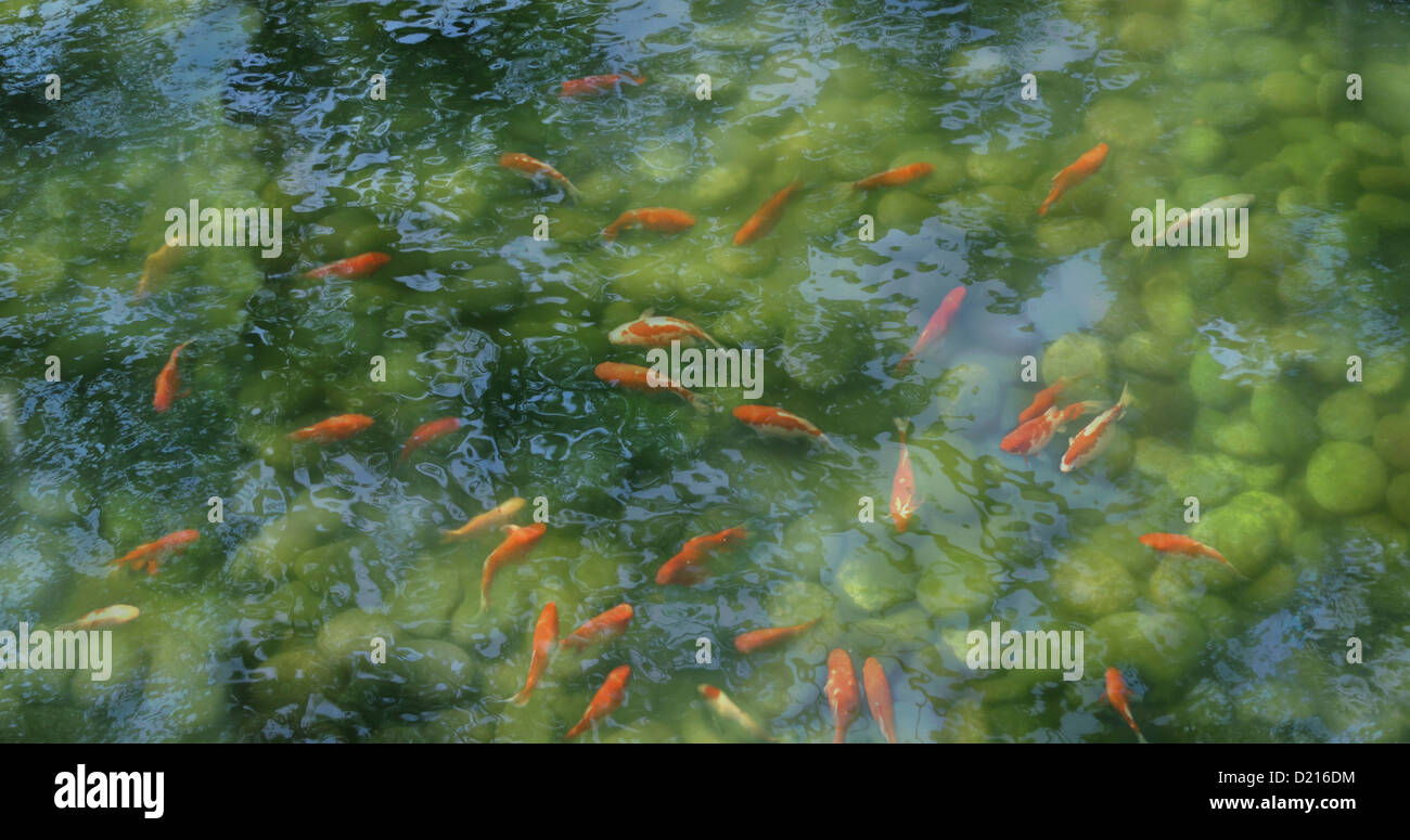 Koi de poissons dans un étang avec des réflexions, Tokyo, Japon, Asie Banque D'Images