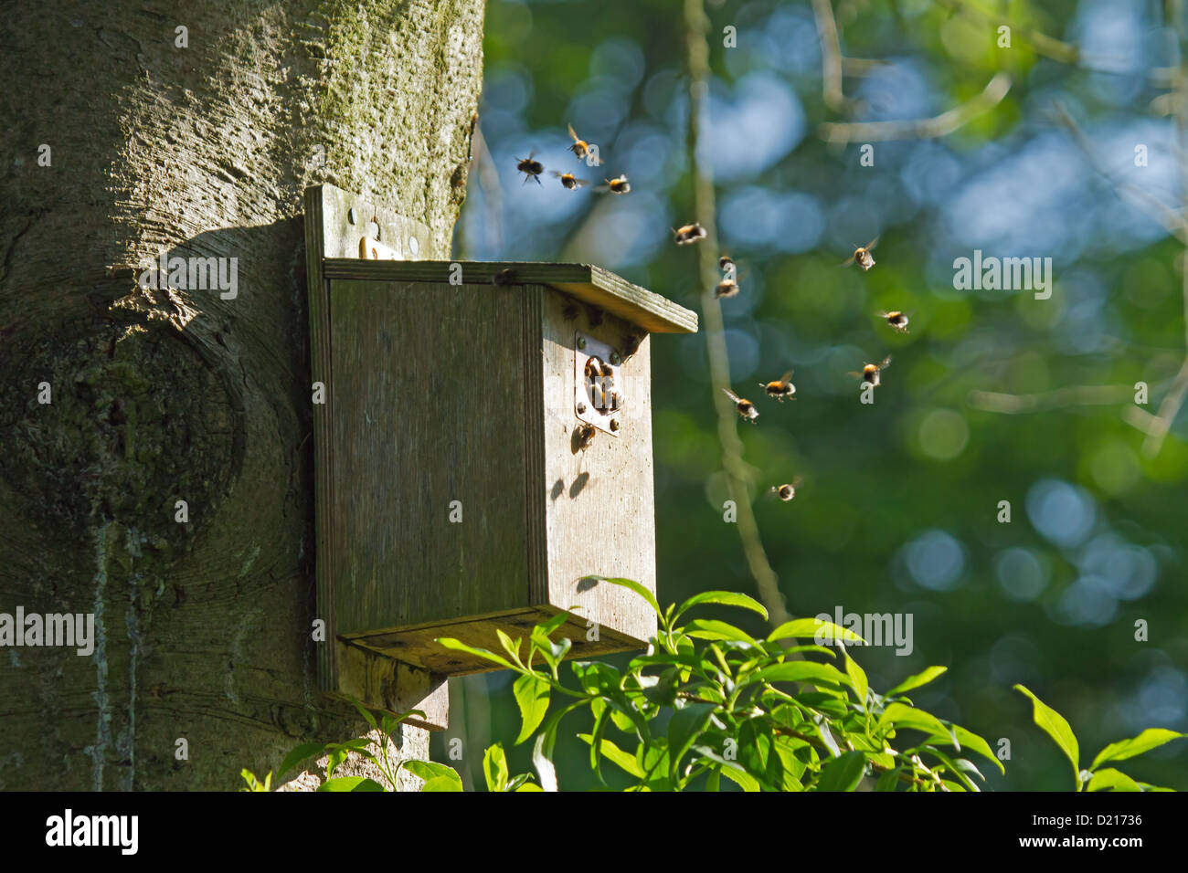 Les bourdons arbre voler autour et dans la boîte du nid d'oiseaux Banque D'Images