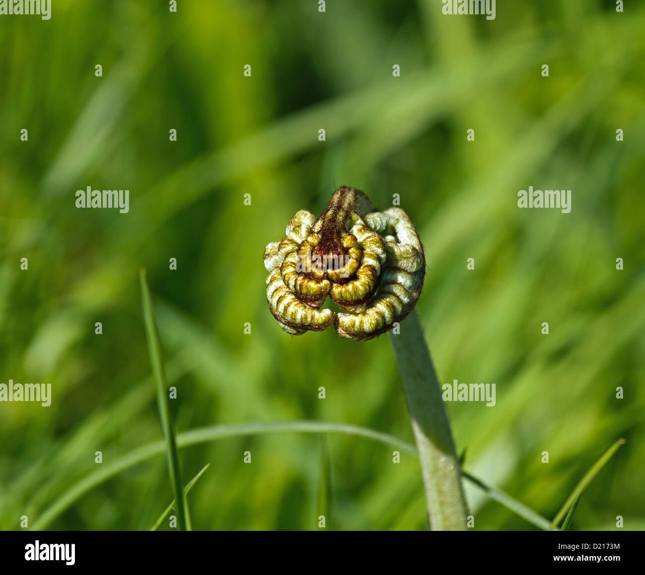 La croissance de nouvelles feuilles de fougère déployant Banque D'Images