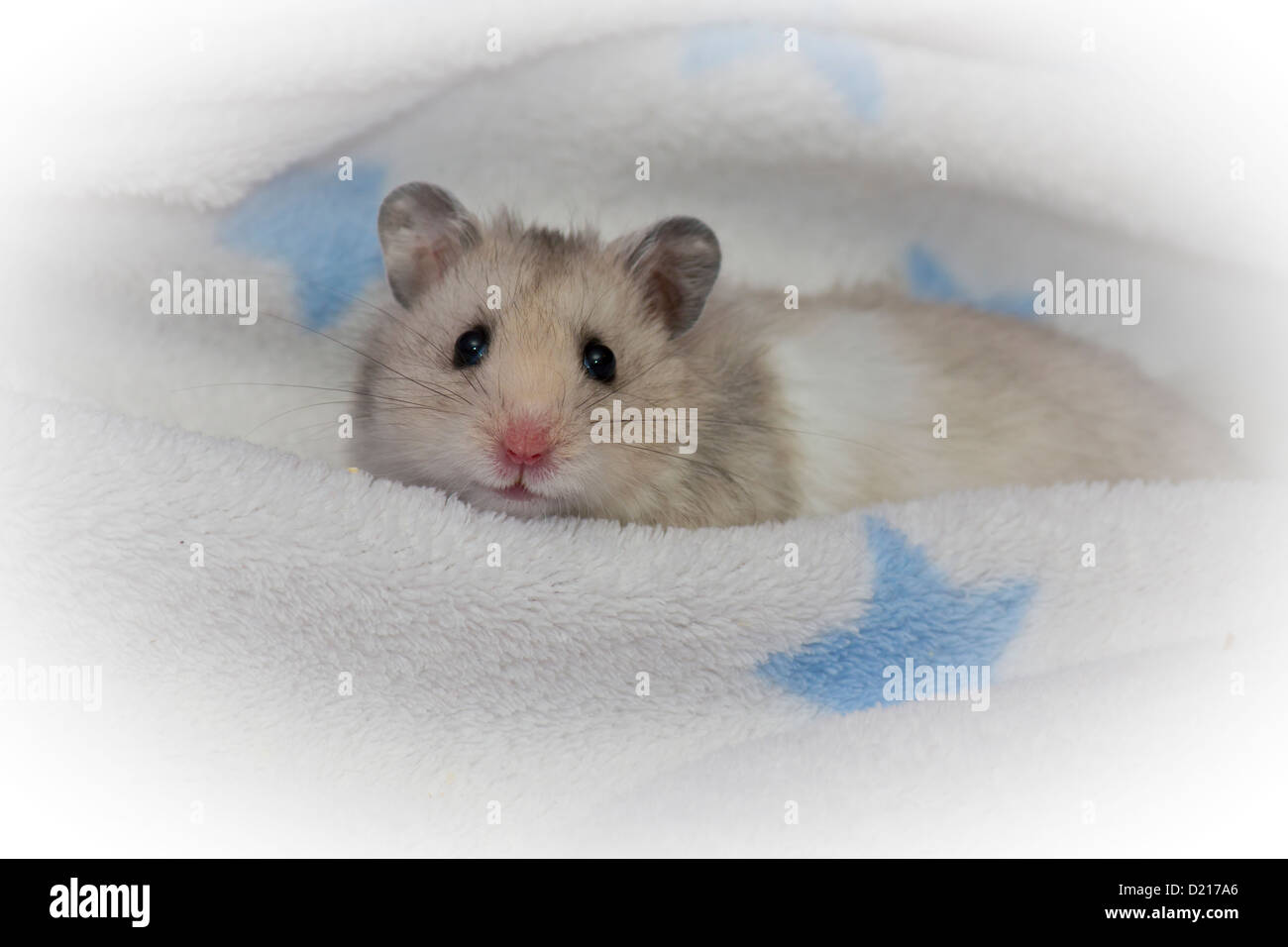 Cute hamster gris à Banque D'Images