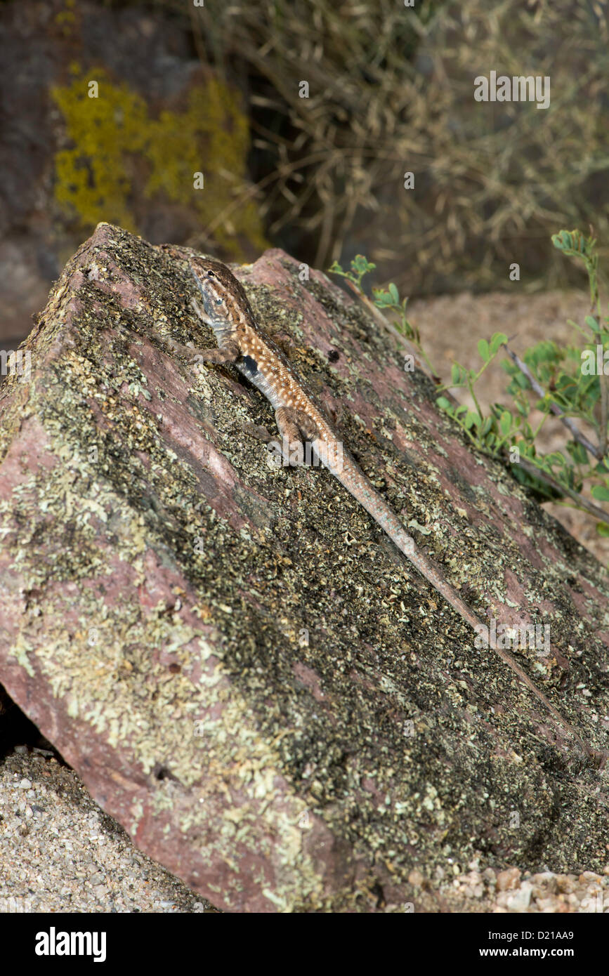 Côté commun-lézard tacheté Uta stansburiana Tucson, comté de Pima, Arizona, United States 20 mâles adultes Septembre Iguanidae Banque D'Images