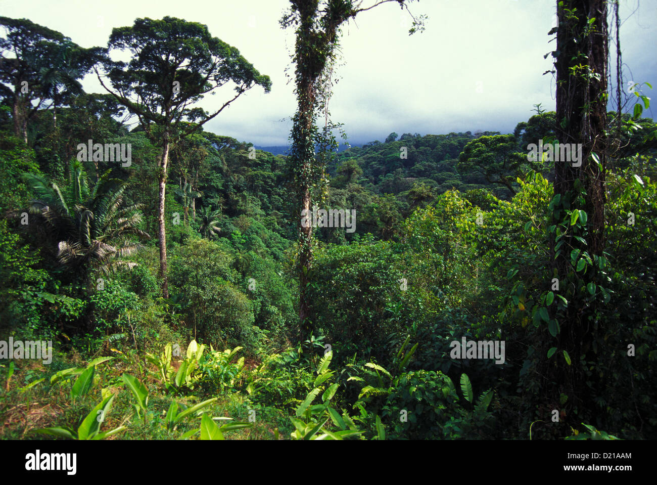 Forêt tropicale, Parc National Braulio Carillo, Costa Rica Banque D'Images