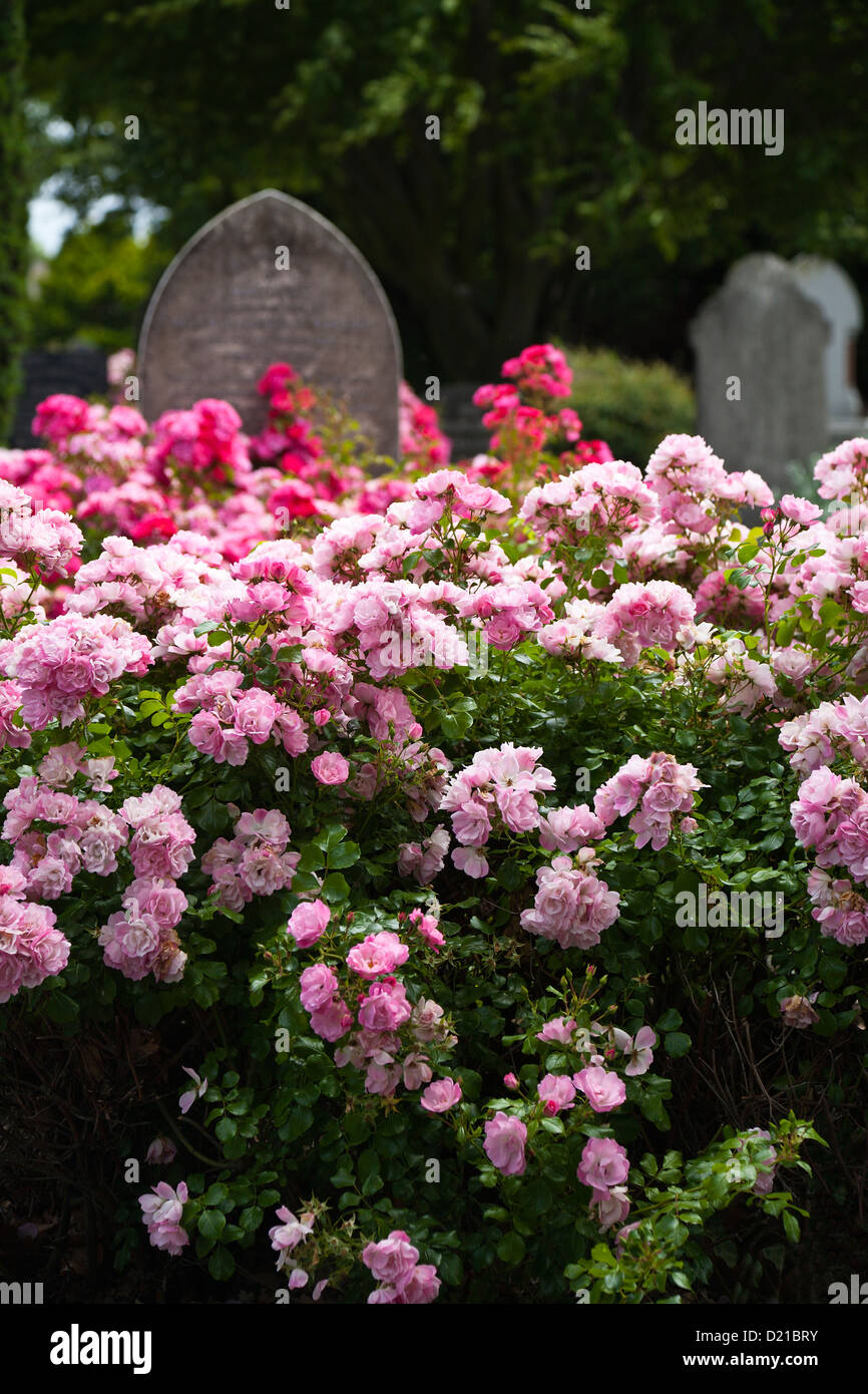 Les rosiers poussent parmi les pierres tombales anciennes. Un cimetière à Christchurch, Canterbury, île du Sud, Nouvelle-Zélande. Banque D'Images