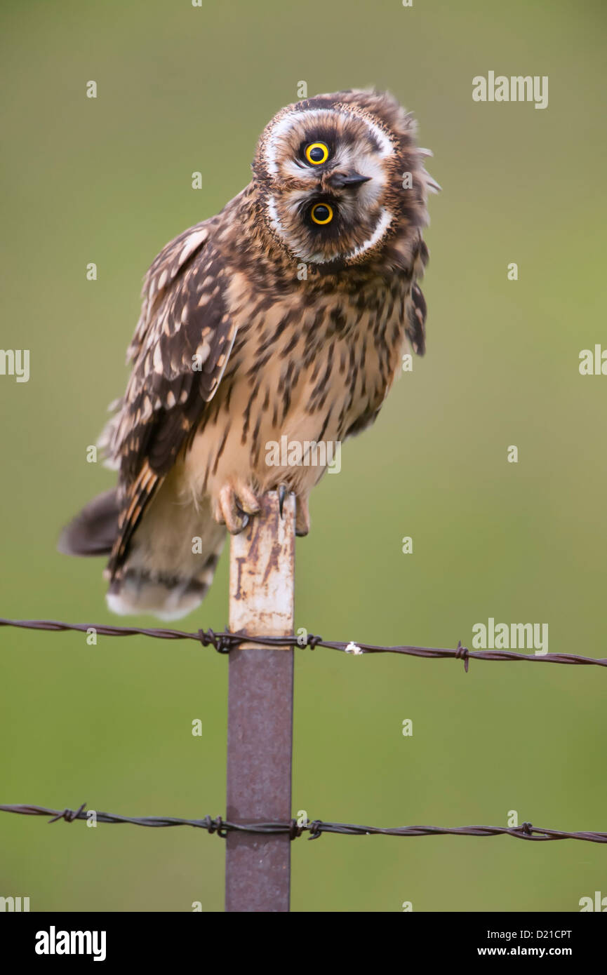 Un hibou des marais (Asio flammeus) démontre la flexibilité d'un hibou du cou, l'ouest du Montana Banque D'Images