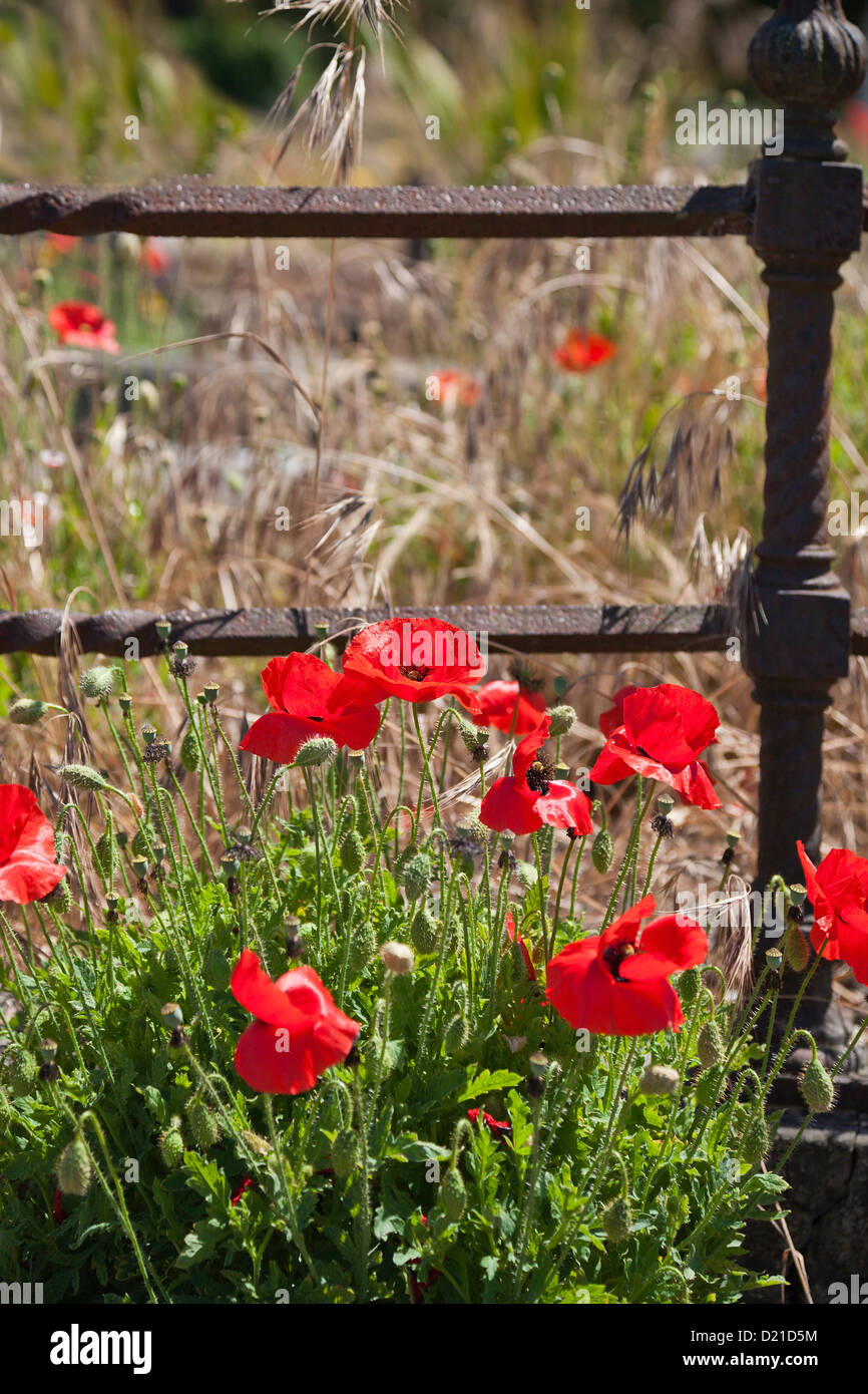 Fleurs coquelicots rouges sauvages poussant dans un champ près de old rusty garde-corps. Banque D'Images