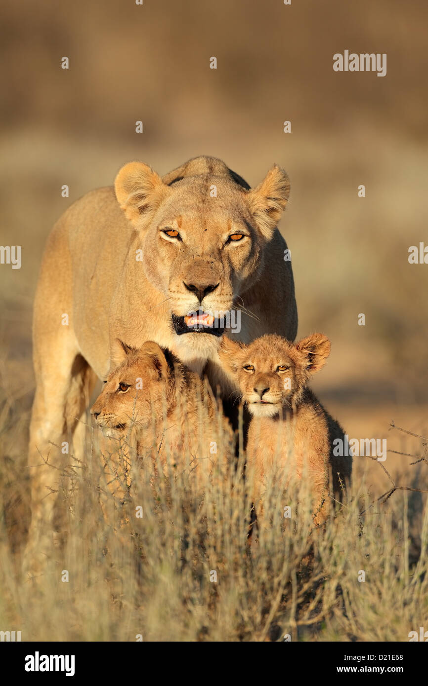 Lionne avec jeune lion cubs (Panthera leo) in early morning light, désert du Kalahari, Afrique du Sud Banque D'Images