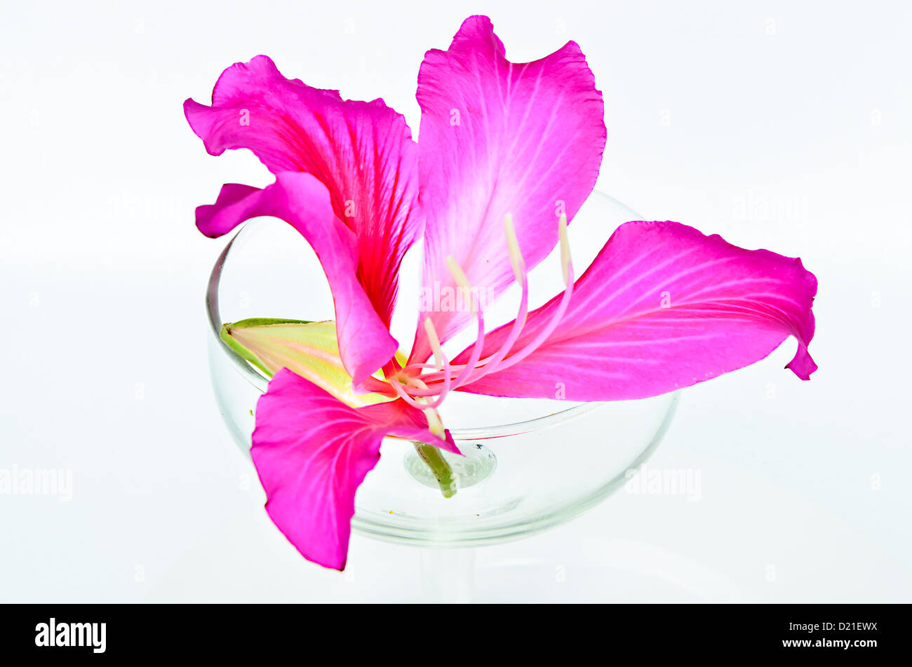 En verre violet Bauhinia droite. Banque D'Images