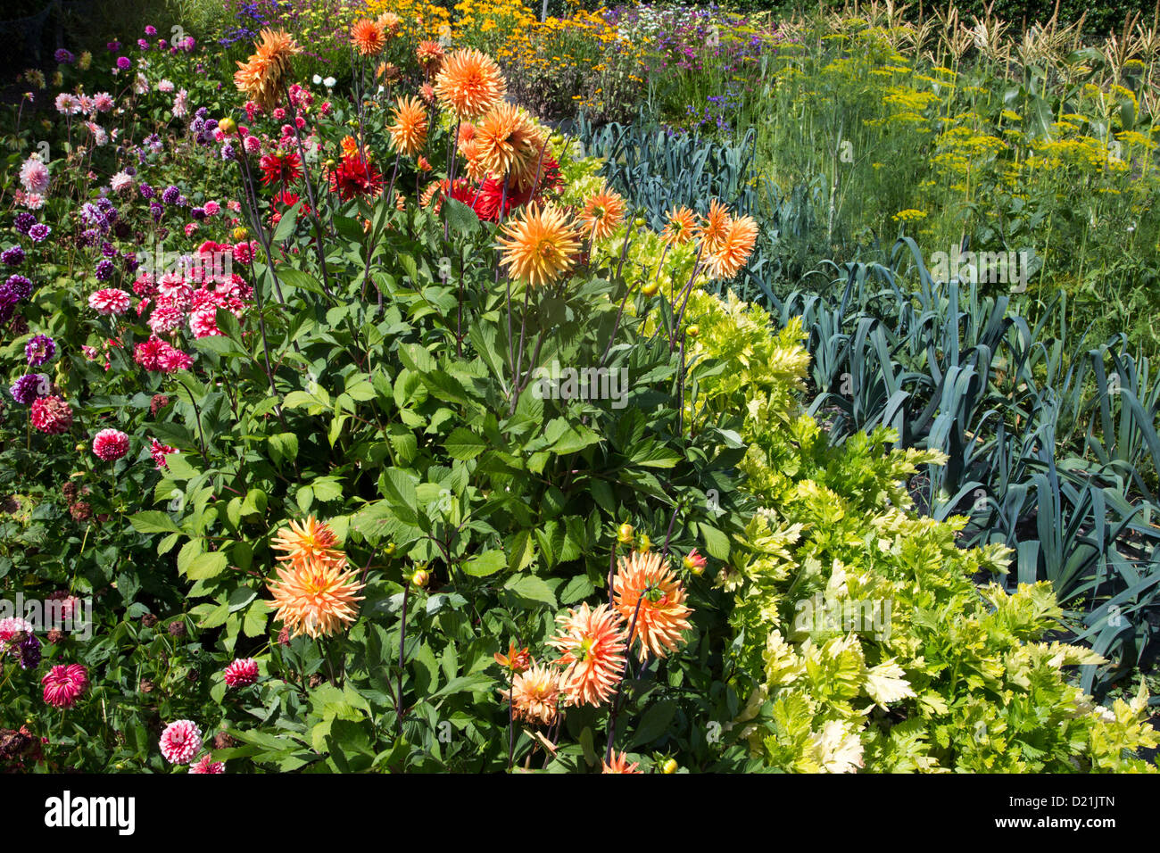 Fleurs et légumes à Abbey Gardens, Tresco, Îles Scilly, Cornwall, Angleterre Banque D'Images