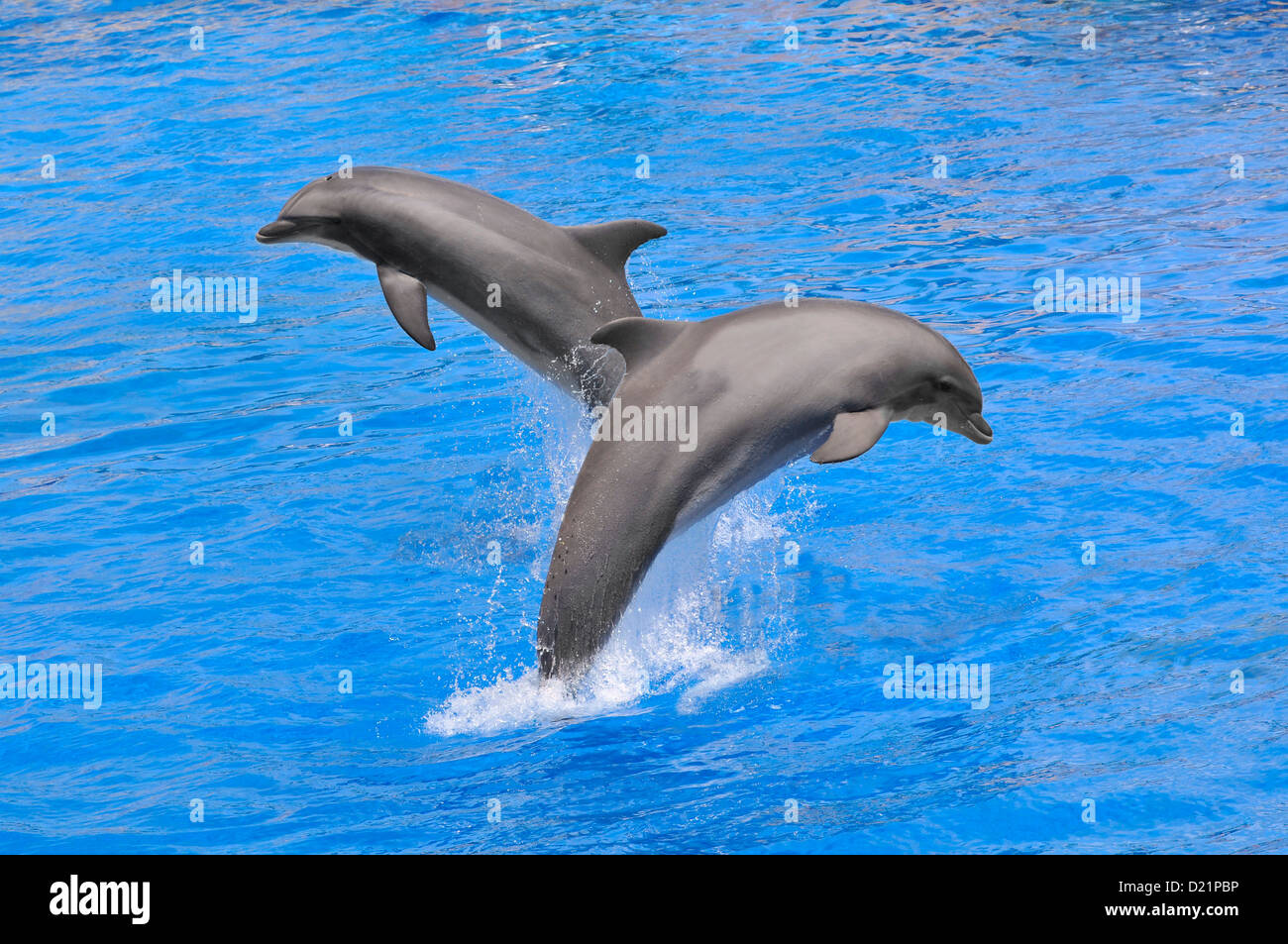 Deux grands dauphins (Tursiops truncatus) sauter hors de l'eau Banque D'Images