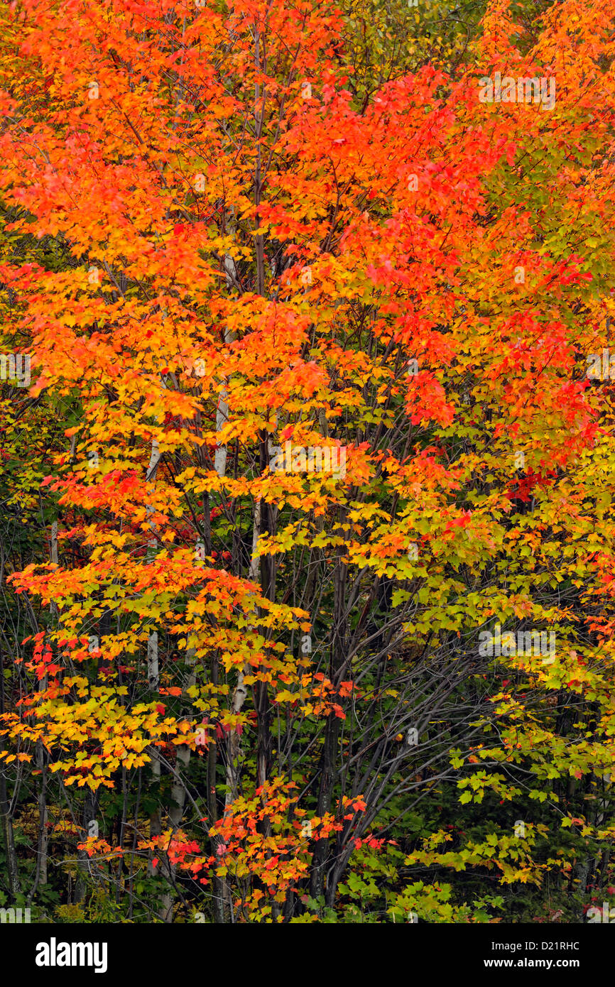 L'érable rouge (Acer rubrum) Feuillage de l'automne, le Grand Sudbury, Ontario, Canada Banque D'Images