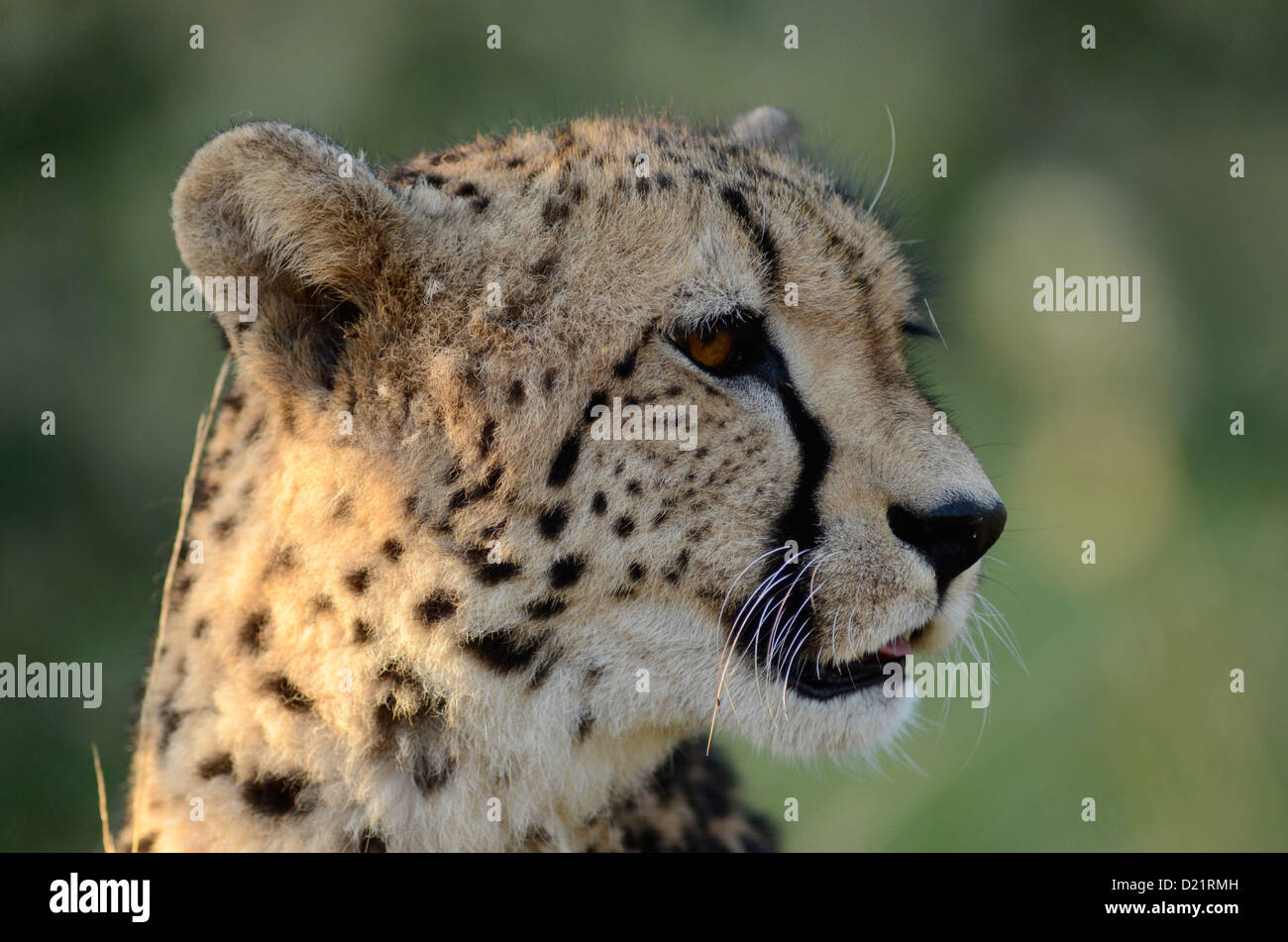 Cheetah portrait, photo Chris du Plessis Banque D'Images