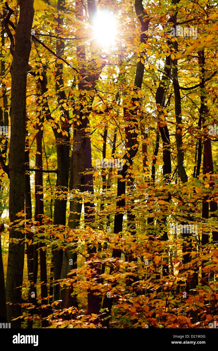 Rayons de soleil dans la forêt d'automne saison automne forêt nature arbres feuillus hêtre soleil soleil jaune arbre brun doré sunbeam Banque D'Images