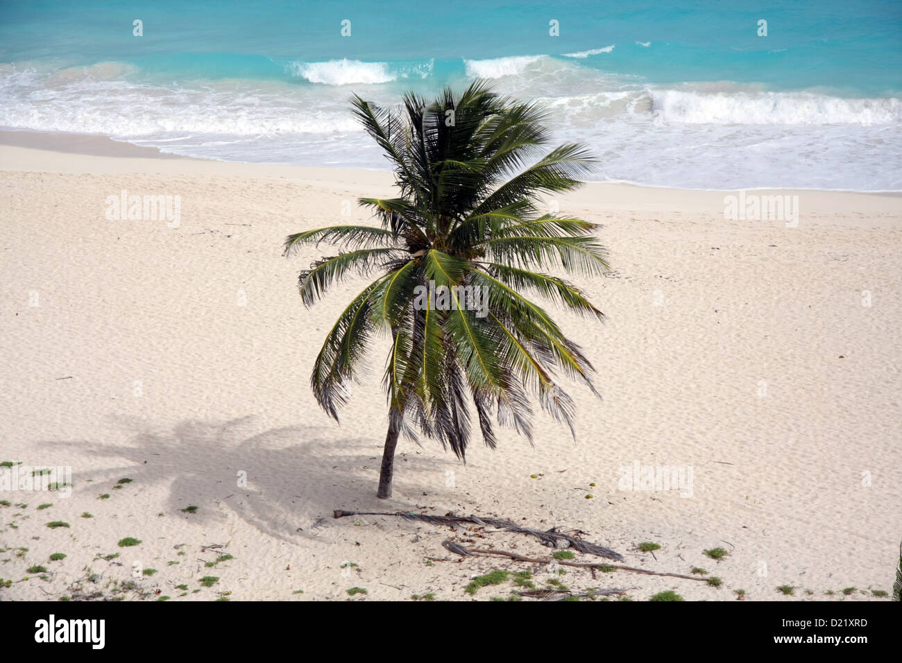 Palmier solitaire, Foul Bay, la Barbade Banque D'Images