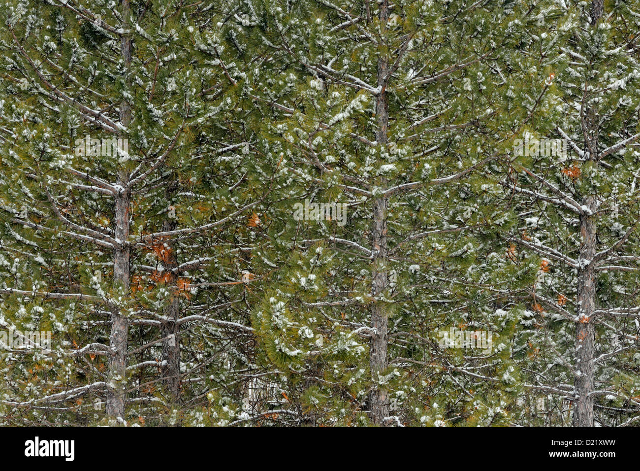 Pin rouge (Pinus resinosa) avec un saupoudrage de neige légère, Grand Sudbury, Ontario, Canada Banque D'Images