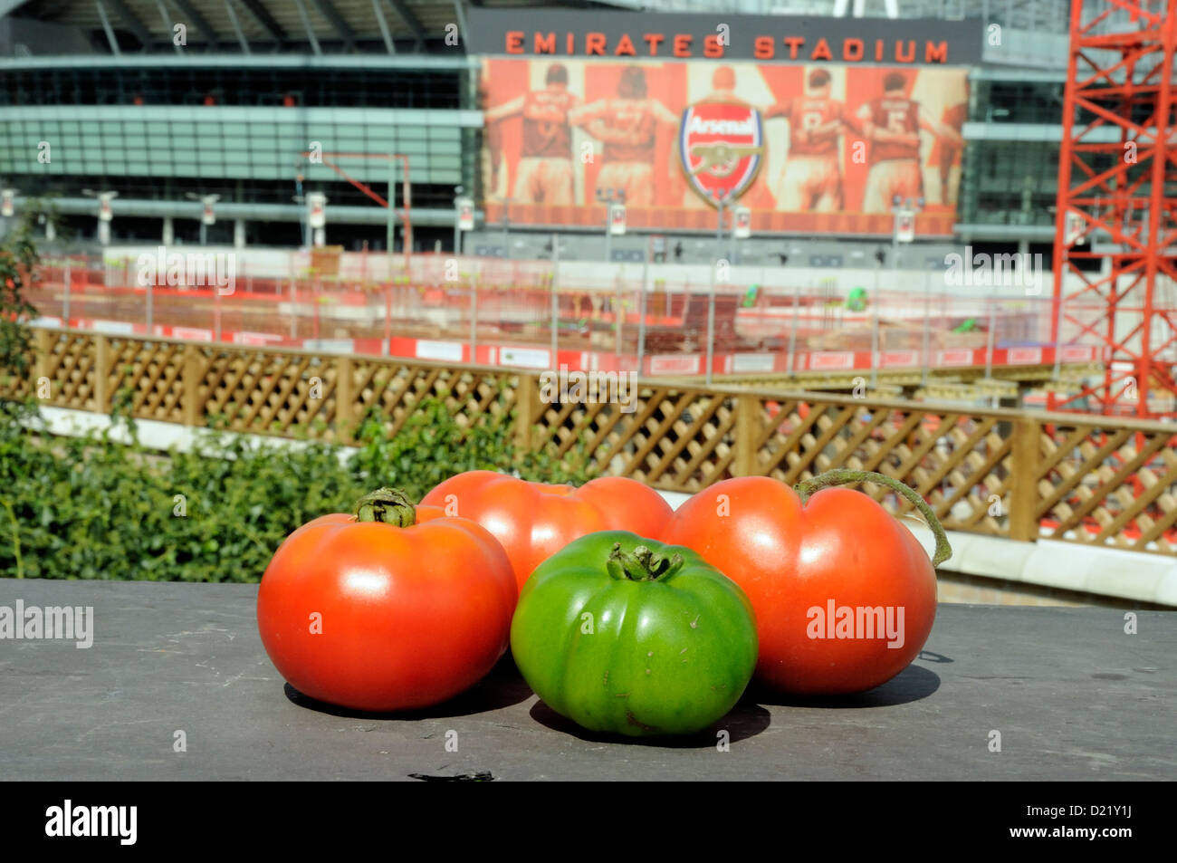 Un vert et trois rouges tomatos Marmande sur de vieilles ardoises avec le stade Emirates d'Arsenal en arrière-plan Holloway Highbury UK Banque D'Images