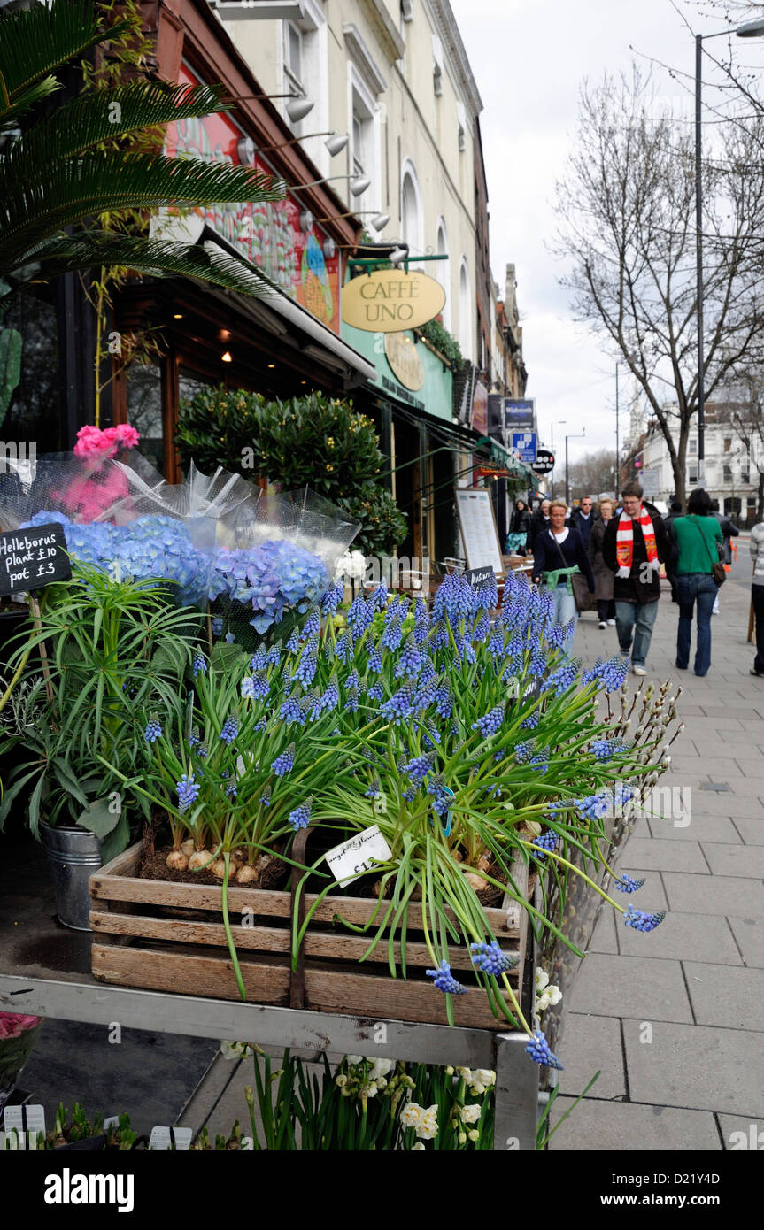 Muscari clog à vendre à l'extérieur de magasin de fleurs, Upper Street une rue urbaine, à la mode d'Islington London England UK Banque D'Images