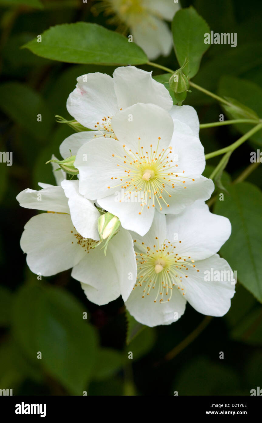 Rosa rambling rector Banque de photographies et d’images à haute ...