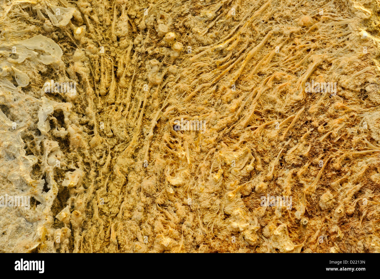 Les algues et les bactéries thermophiles dans les terrasses supérieures à Mammoth hot springs, Parc National de Yellowstone, Wyoming, USA Banque D'Images