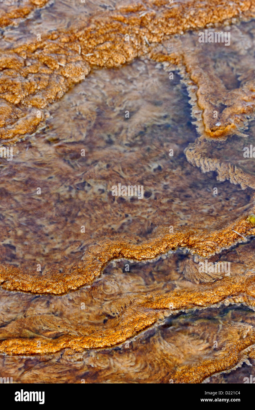 Les algues et les bactéries thermophiles dans la dryade et ressort au niveau de mammouth, le Parc National de Yellowstone, Wyoming, USA Banque D'Images