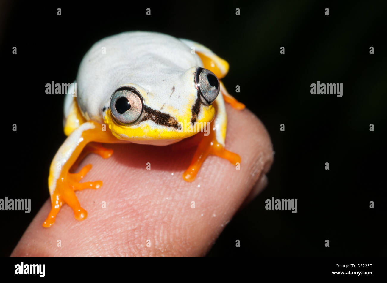 Vue frontale d'une grenouille blanche (Madagascar Reed grenouille) assis sur un doigt devant un fond sombre Banque D'Images