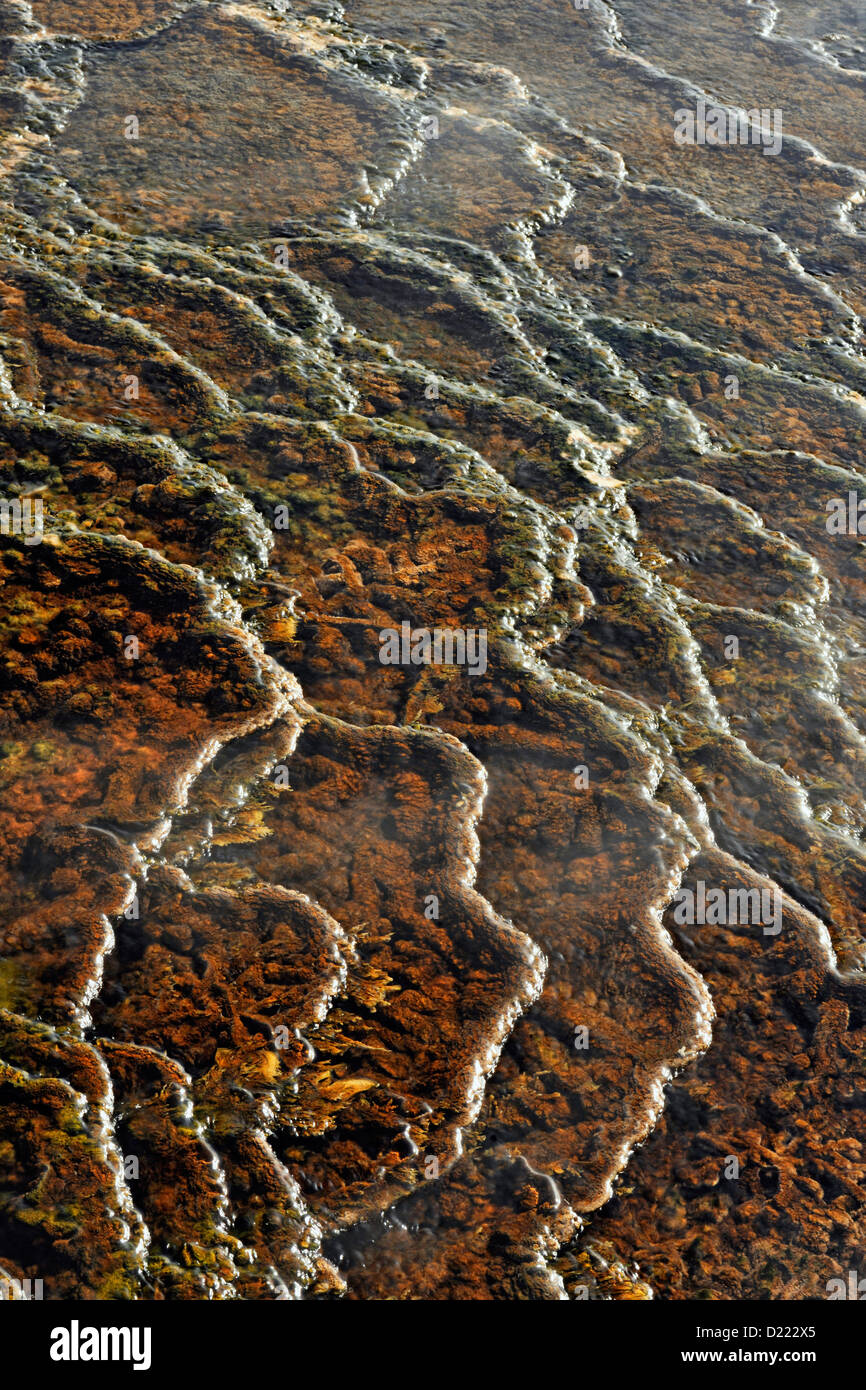 Les algues et les bactéries thermophiles de Printemps à mammouth, le Parc National de Yellowstone, Wyoming, USA Banque D'Images