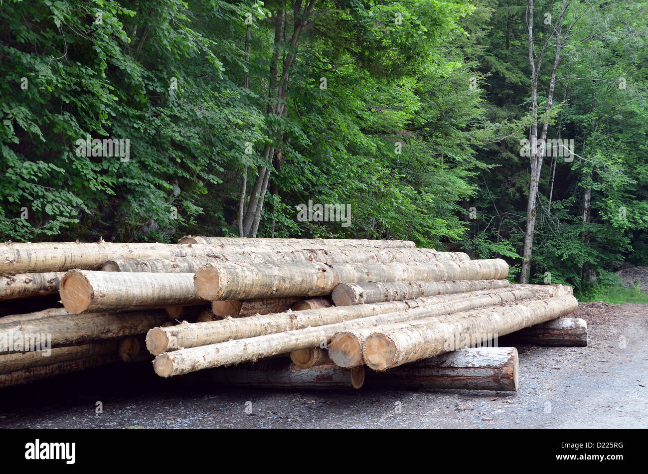 Les troncs des arbres abattus soigneusement empilés. Banque D'Images